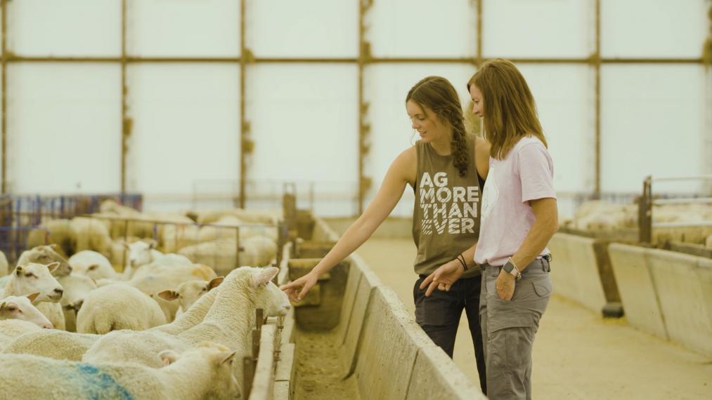 two farmers in a sheep barn