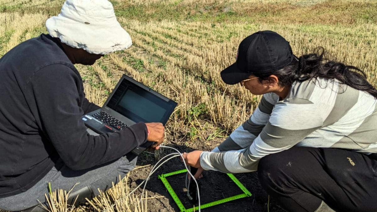 Two soil researchers in a field attentively looking at a laptop 