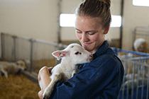 A student holds a lamb.