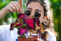 A student taking ruler measurements of a colourful plant.