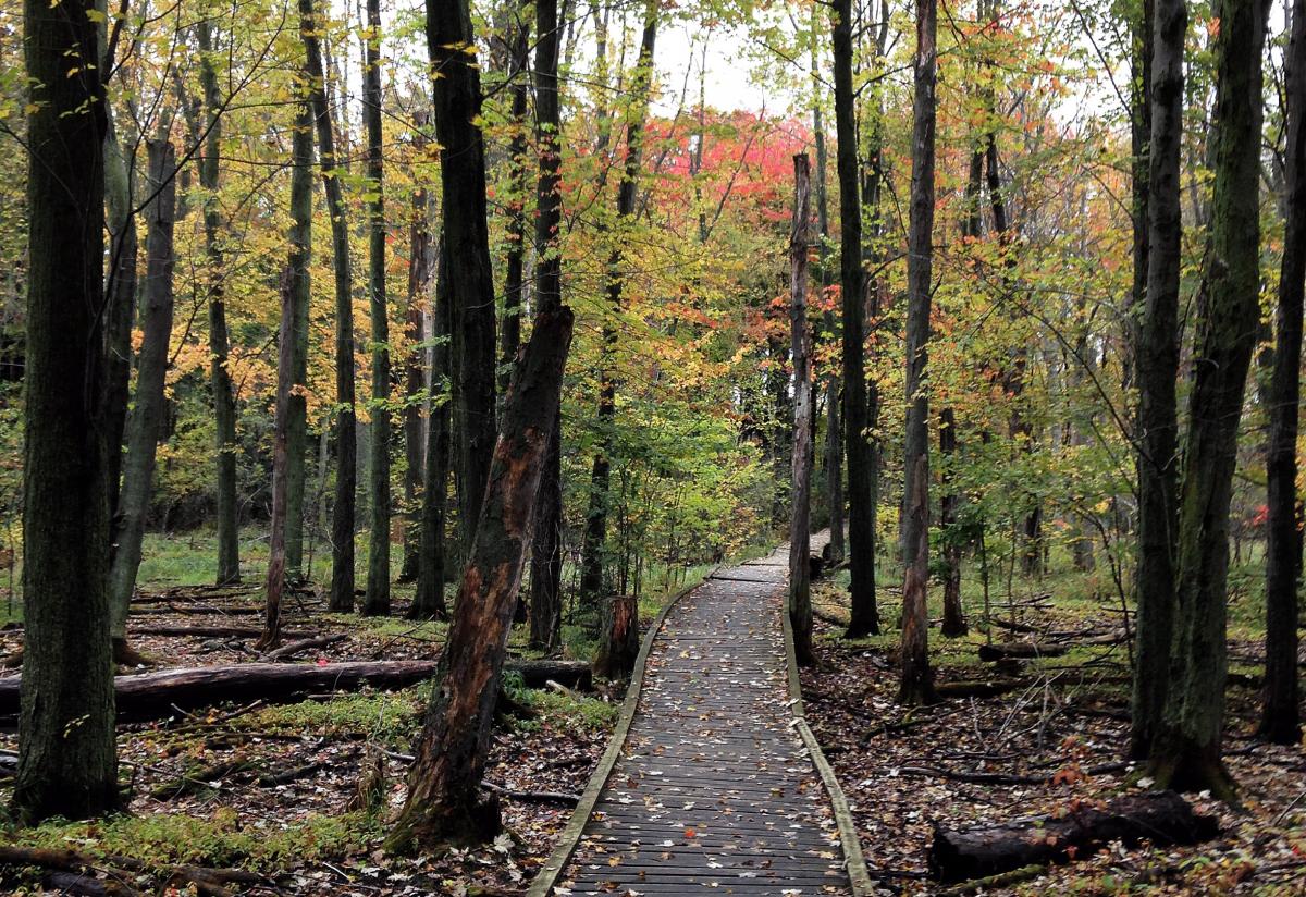 A wooden boardwalk winds though trees in the Arboretum in the fall.