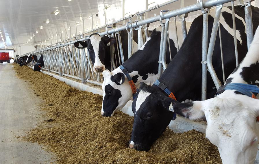 Making Better Milk Through Cow Behaviour Ontario Agricultural College 3174