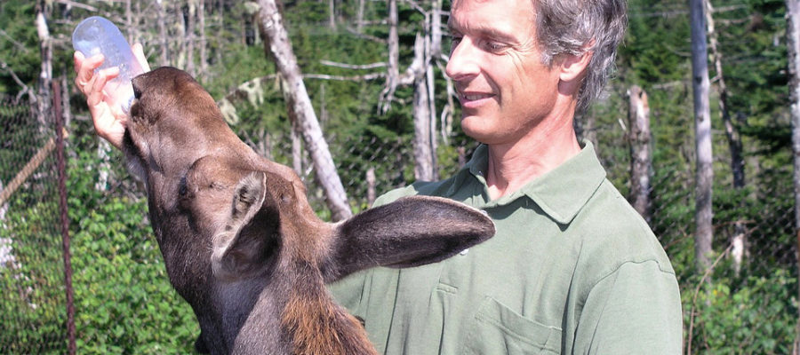 Veterinarian Andrew Peacock writes Creatures of the Rock about his adventures in Newfoundland.