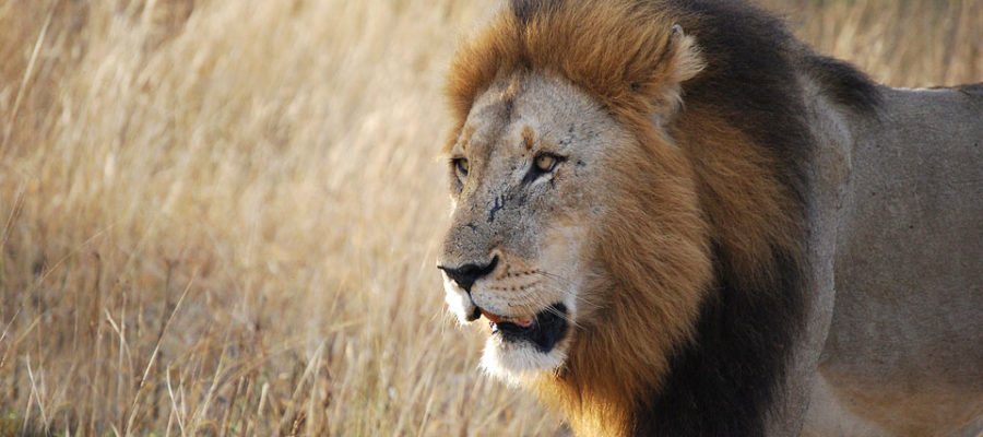 Lion in African savanna.