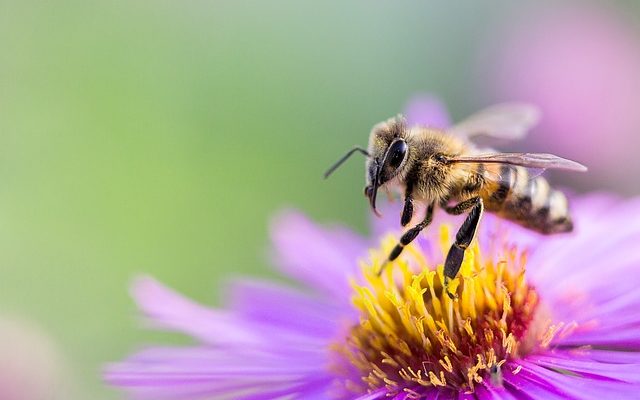 Bee flower choices altered by exposure to pesticides, University of Guelph research