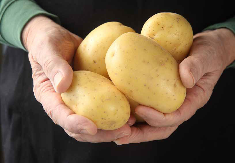 Yukon gold potato, developed at the University of Guelph, turns 50
