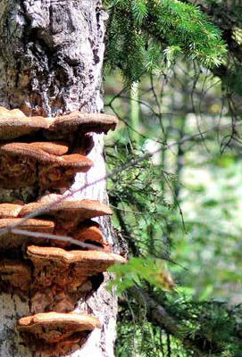 University of Guelph researchers discover fungi is key to forest diversity.