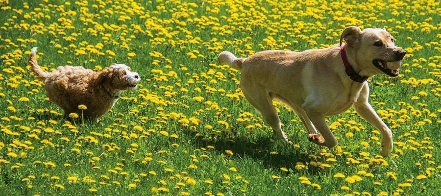 Dogs running in a field