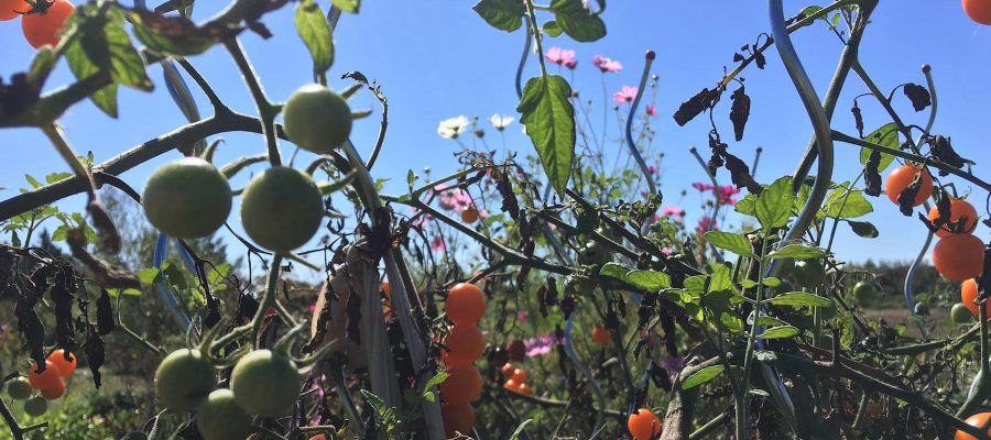 Tangled garden with small orange tomatoes