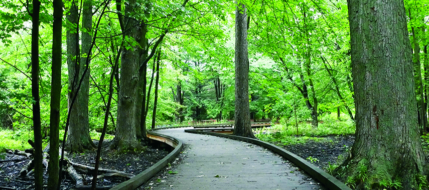 the newly boardwalk through Wild Goose Woods in the arboretum