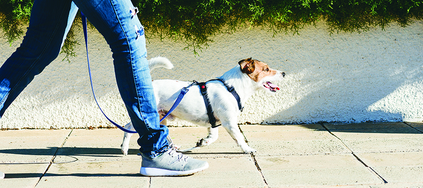 person walking their dog