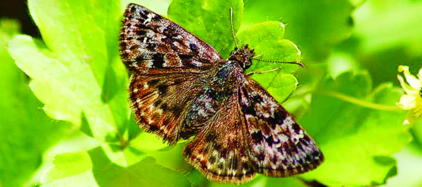 endangered butterfly