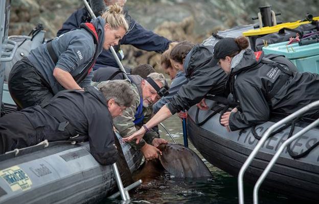 marine mammal rescue team