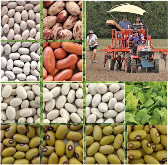Collage image containing closeups of dry beans and an image of field staff working on a field, against a backdrop of green leaves.