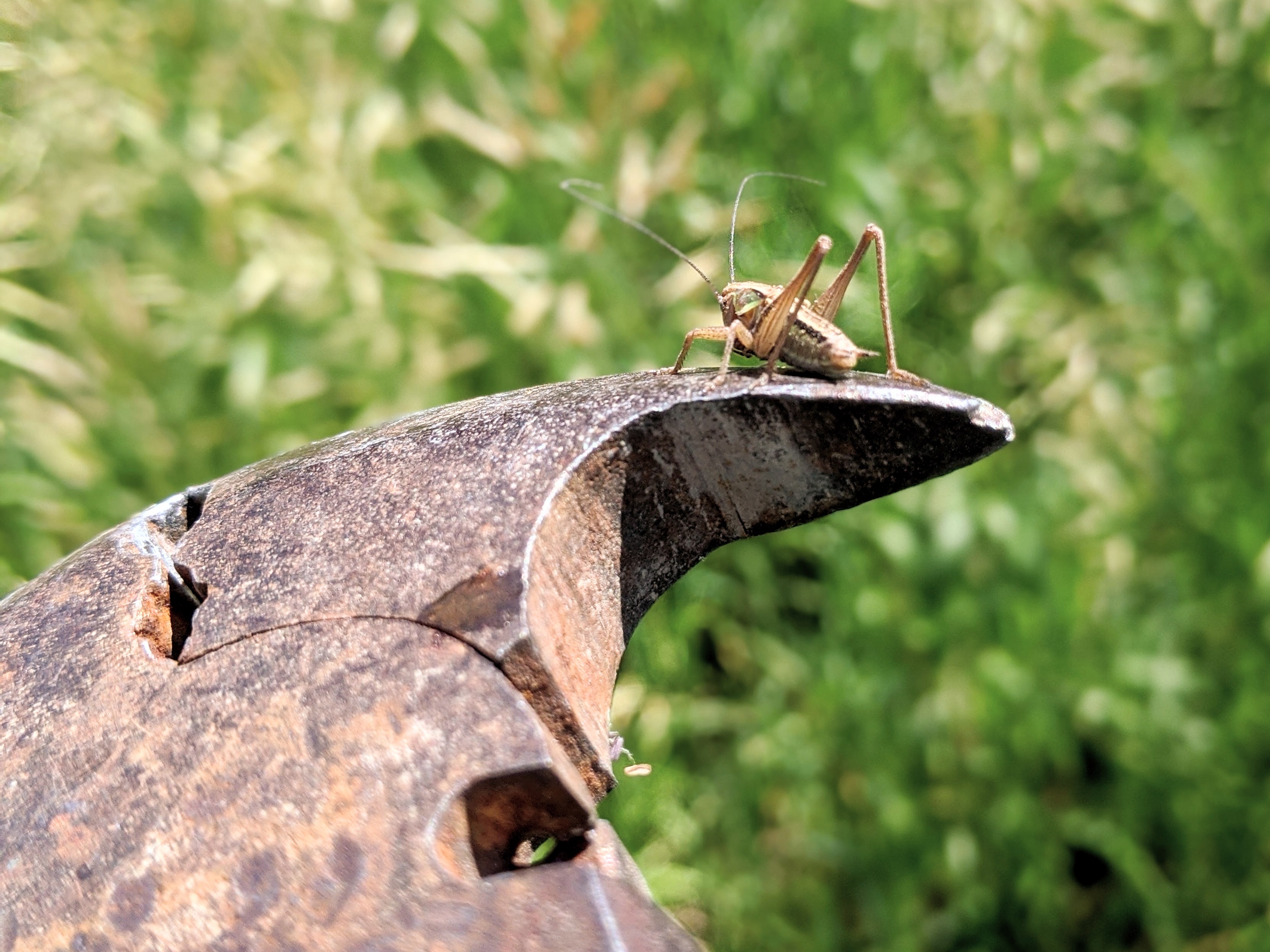A tiny grasshopper perches on the edge of a pair of fencing pliers.