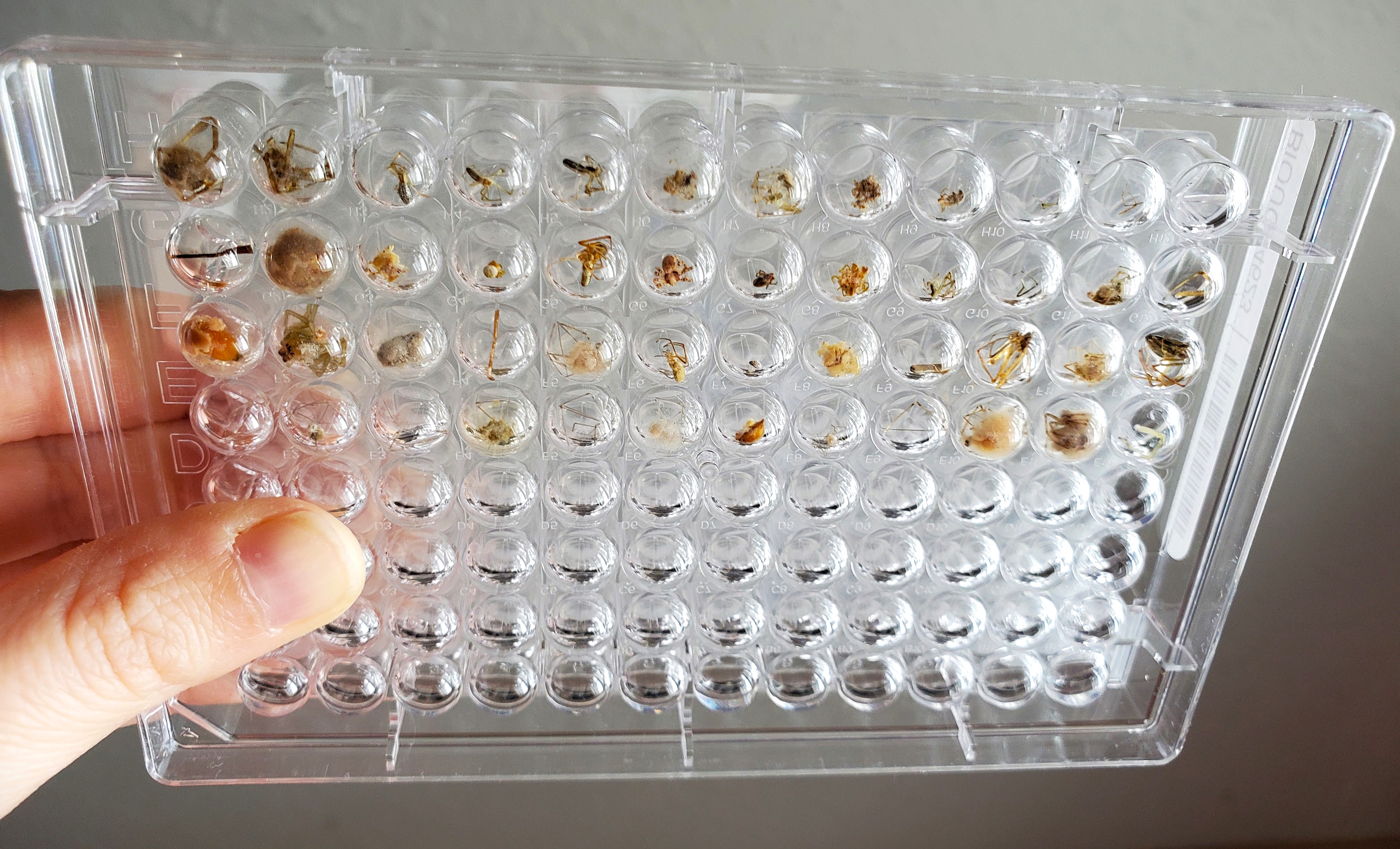 Individual spider specimens in a plate