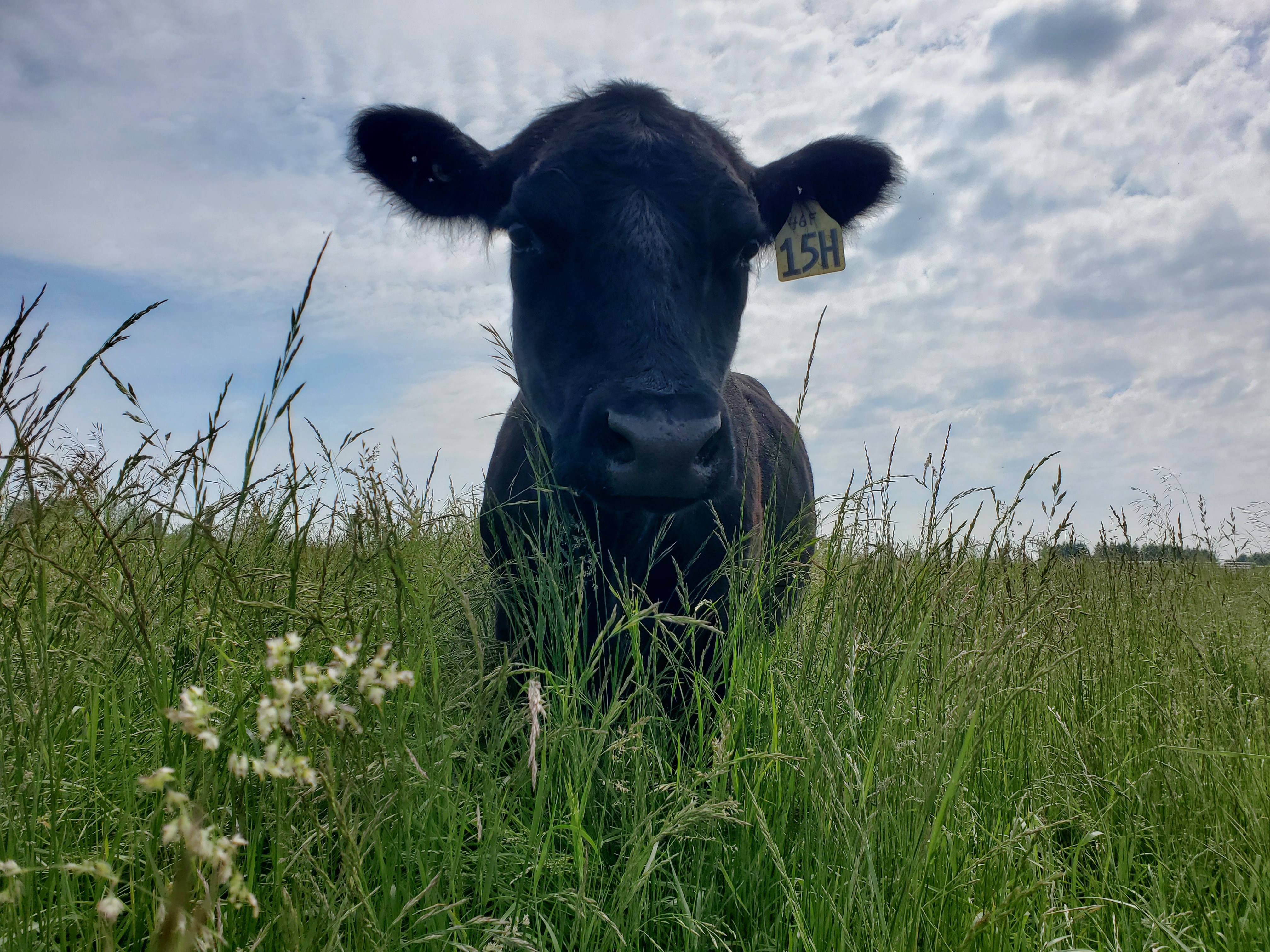 OBRC cow on pasture on a bright but cloudy day watching me take my pasture samples from her field