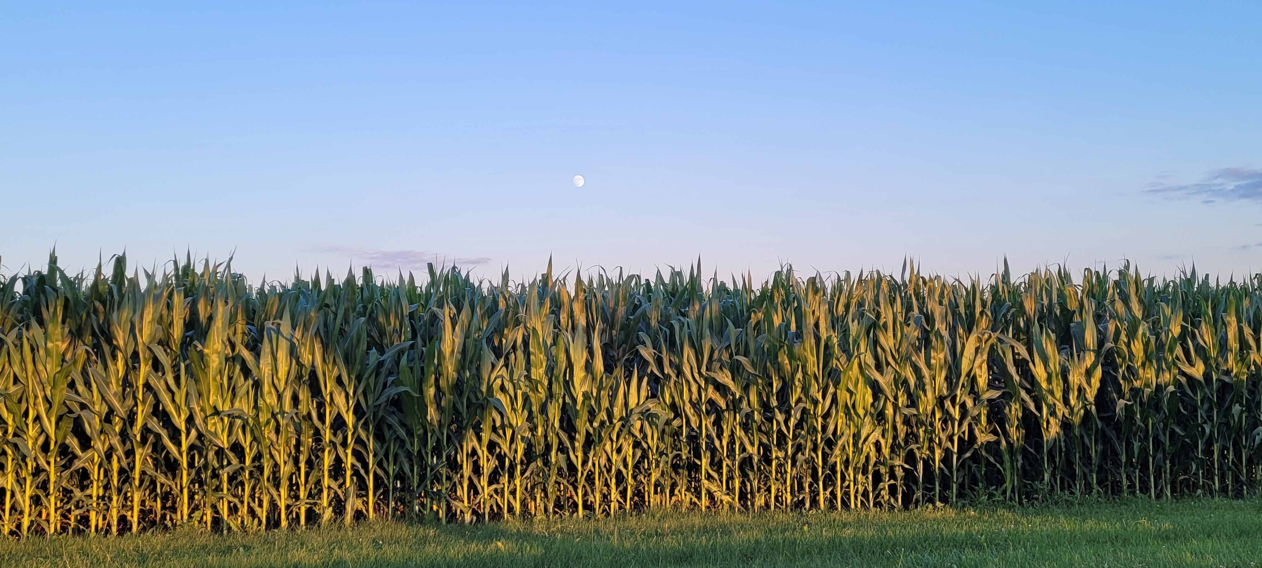 Corn crops at the Elora Research Station.