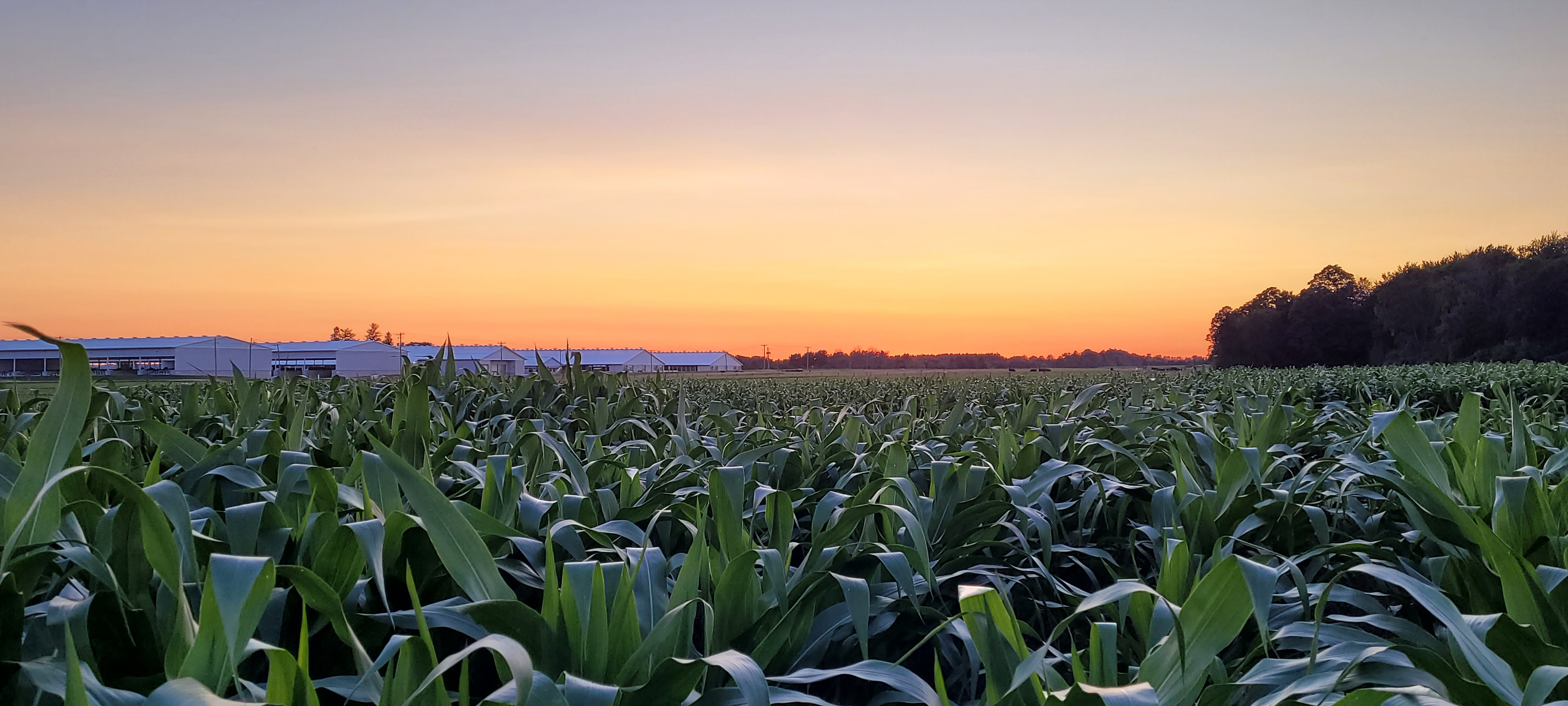 A view above corn crops at Elora Research Station.