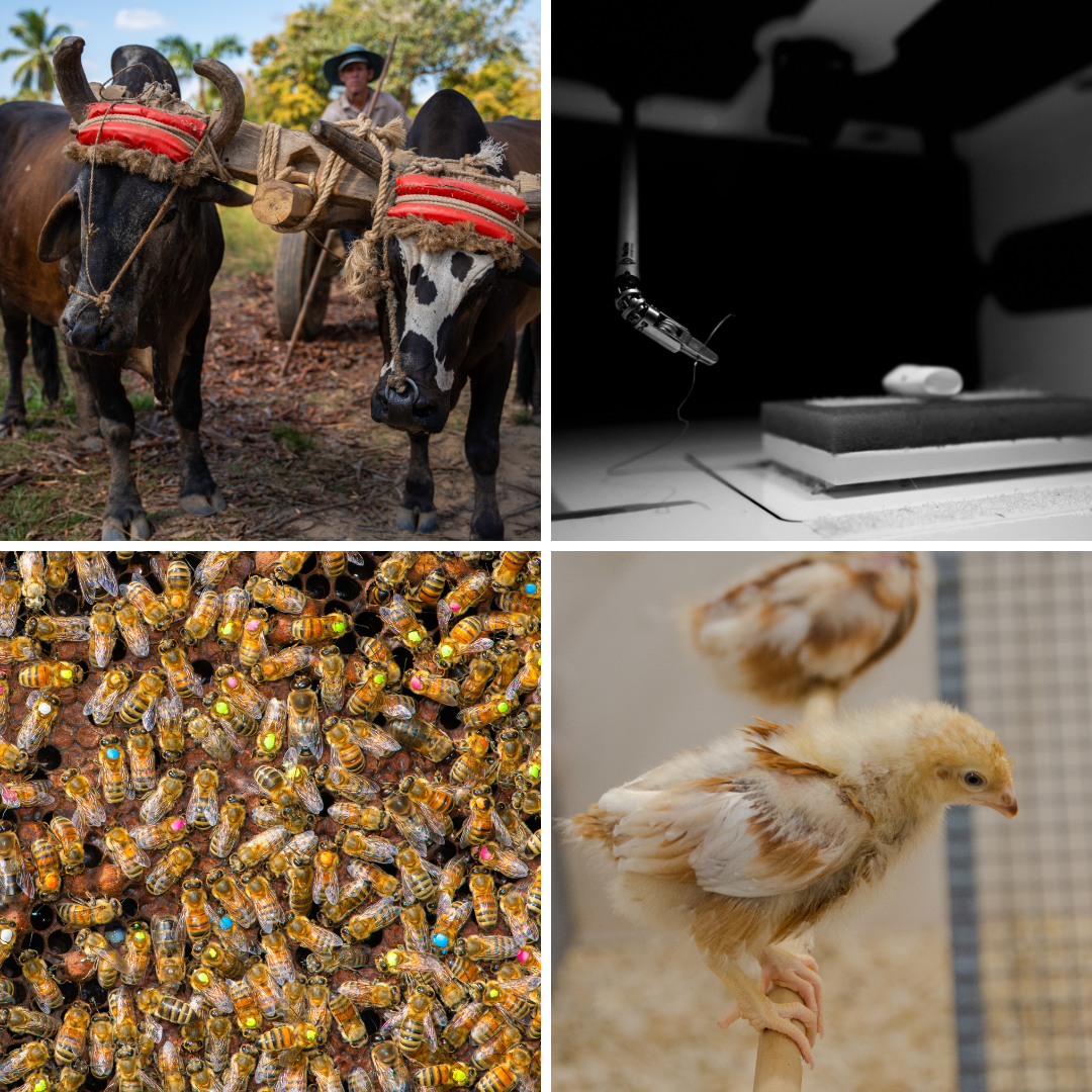 Four images of a woman standing with a net, bees, bee pollinating, and a bird