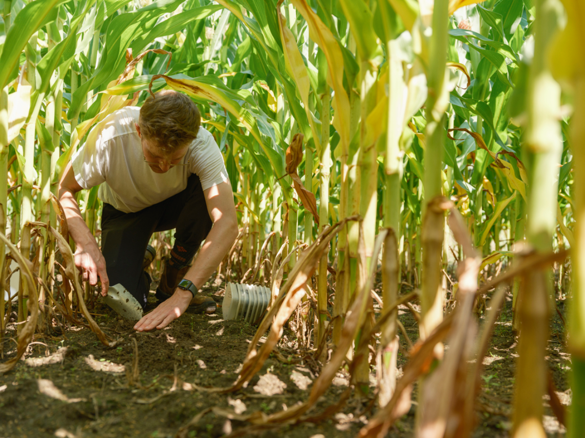 A man digging in a corn field