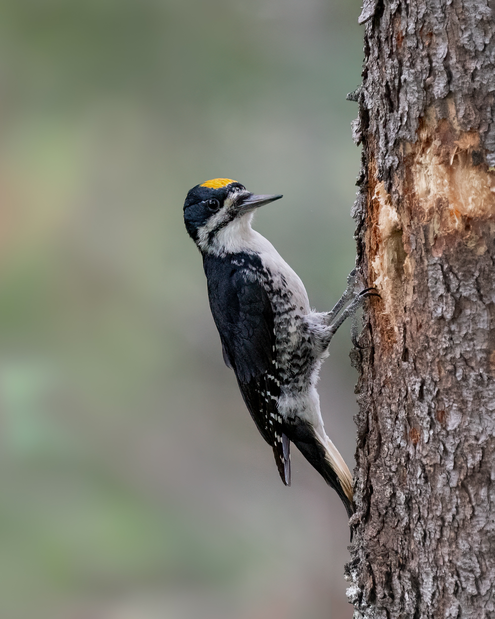 A black-backed woodpecker perched on the side of a tree 