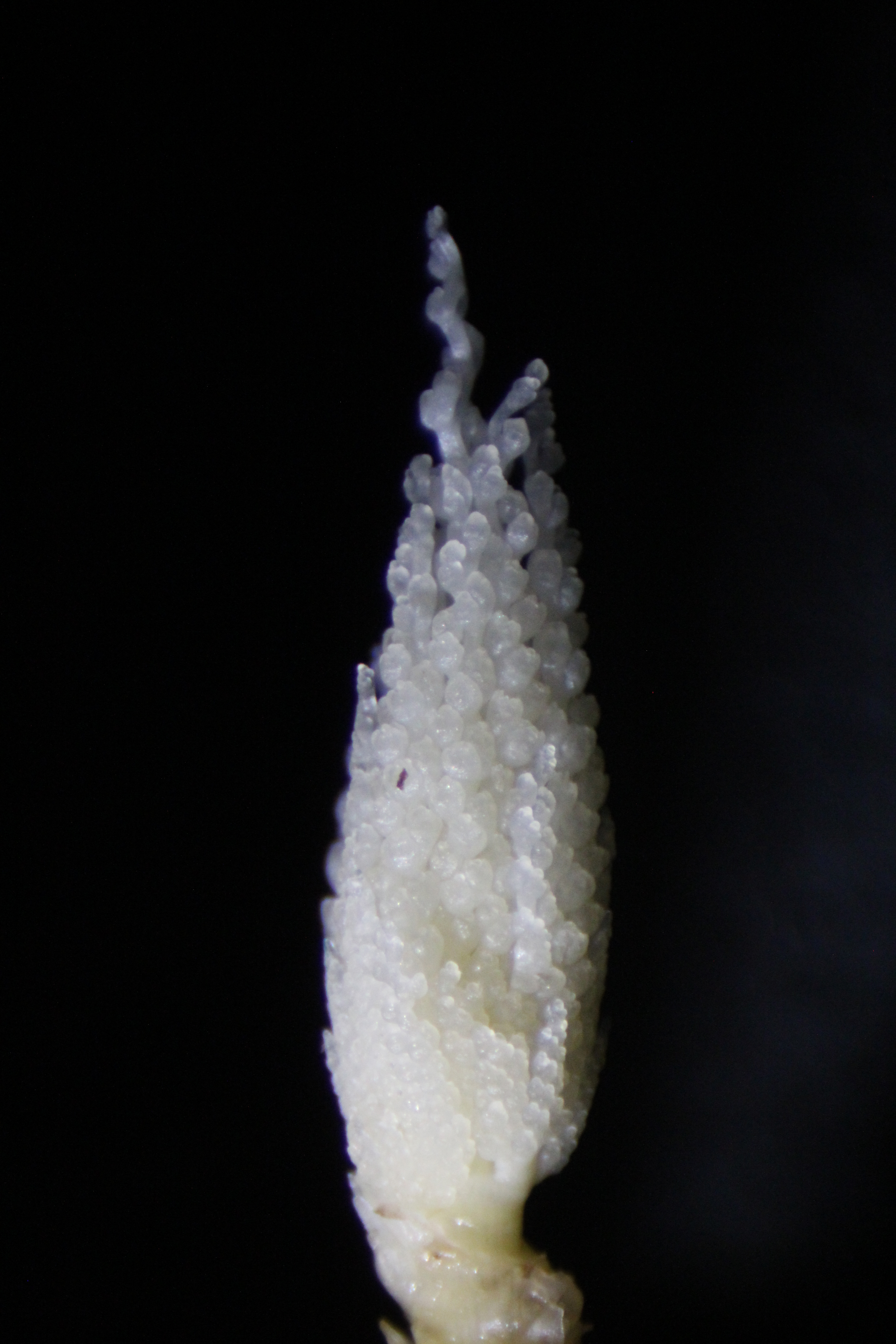 a white baby corn tassel with a black background