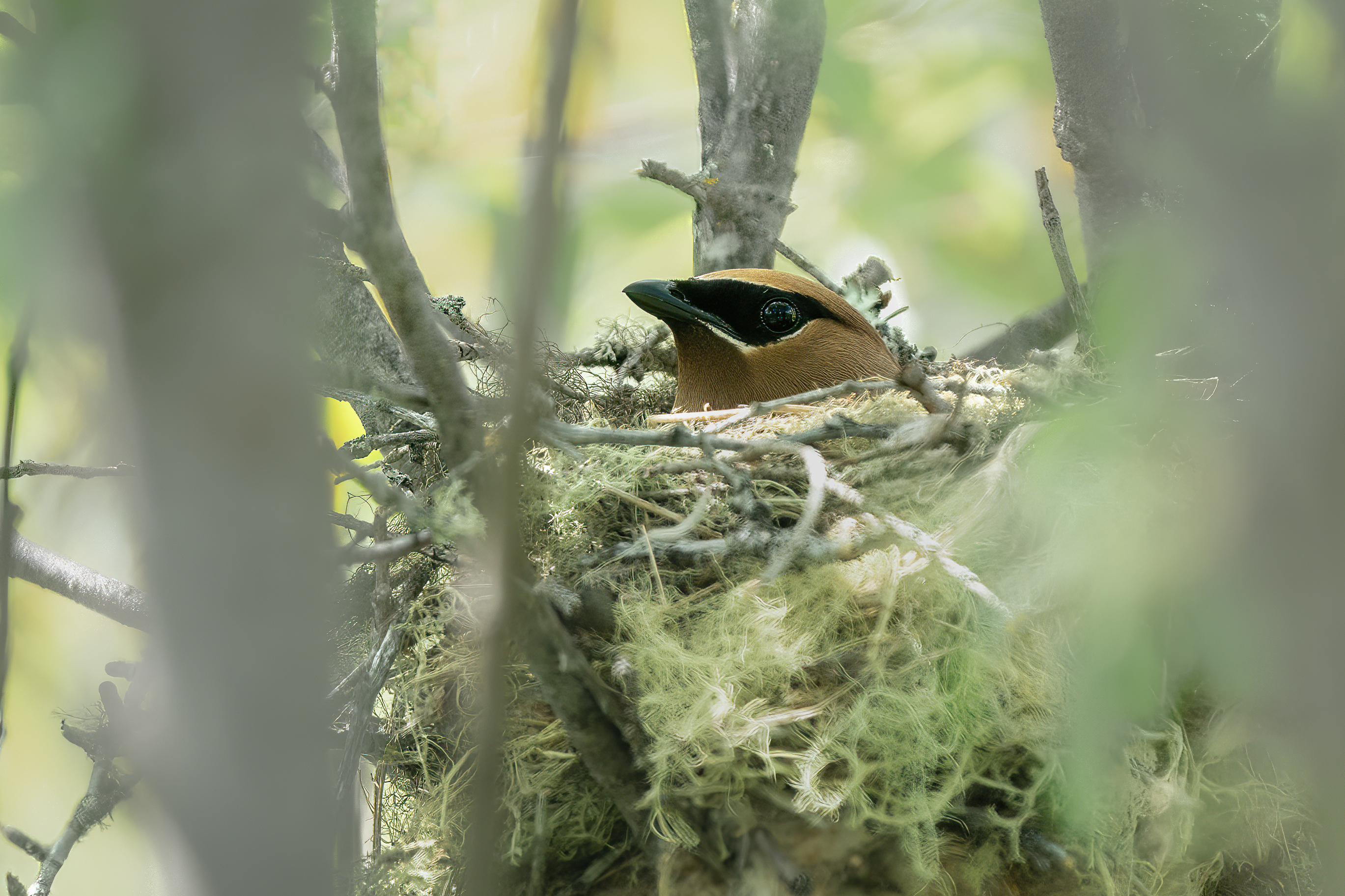A cedar waxwing with its beak poking out from a nest
