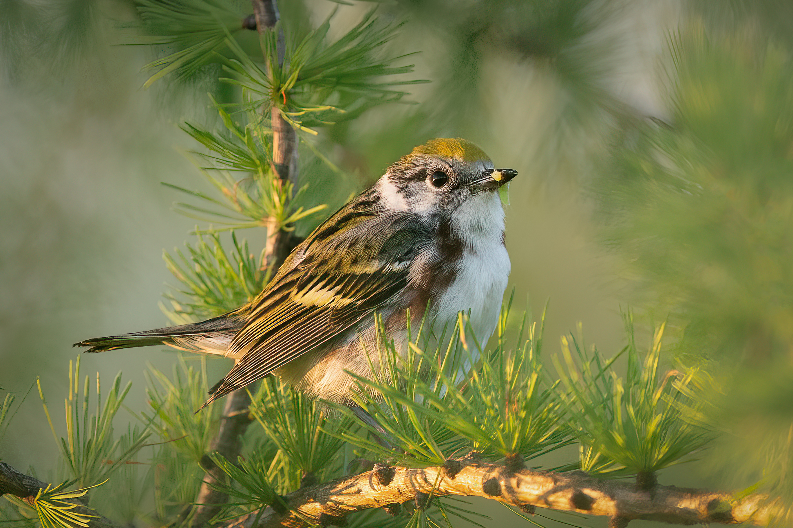 A chestnut-sided warbler with food on her beak.