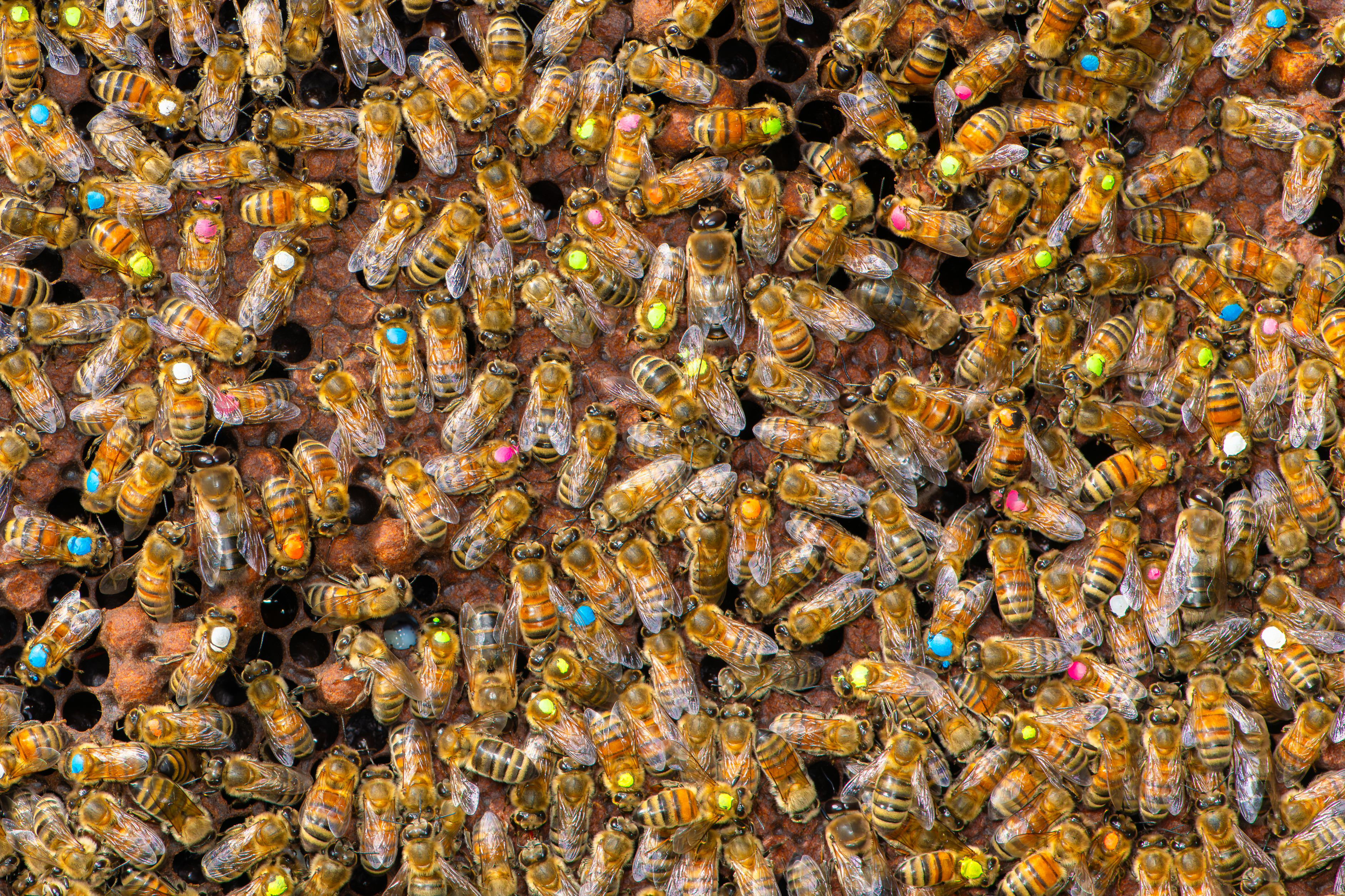 Close-up of honey bees marked with colored dots on their thoraxes