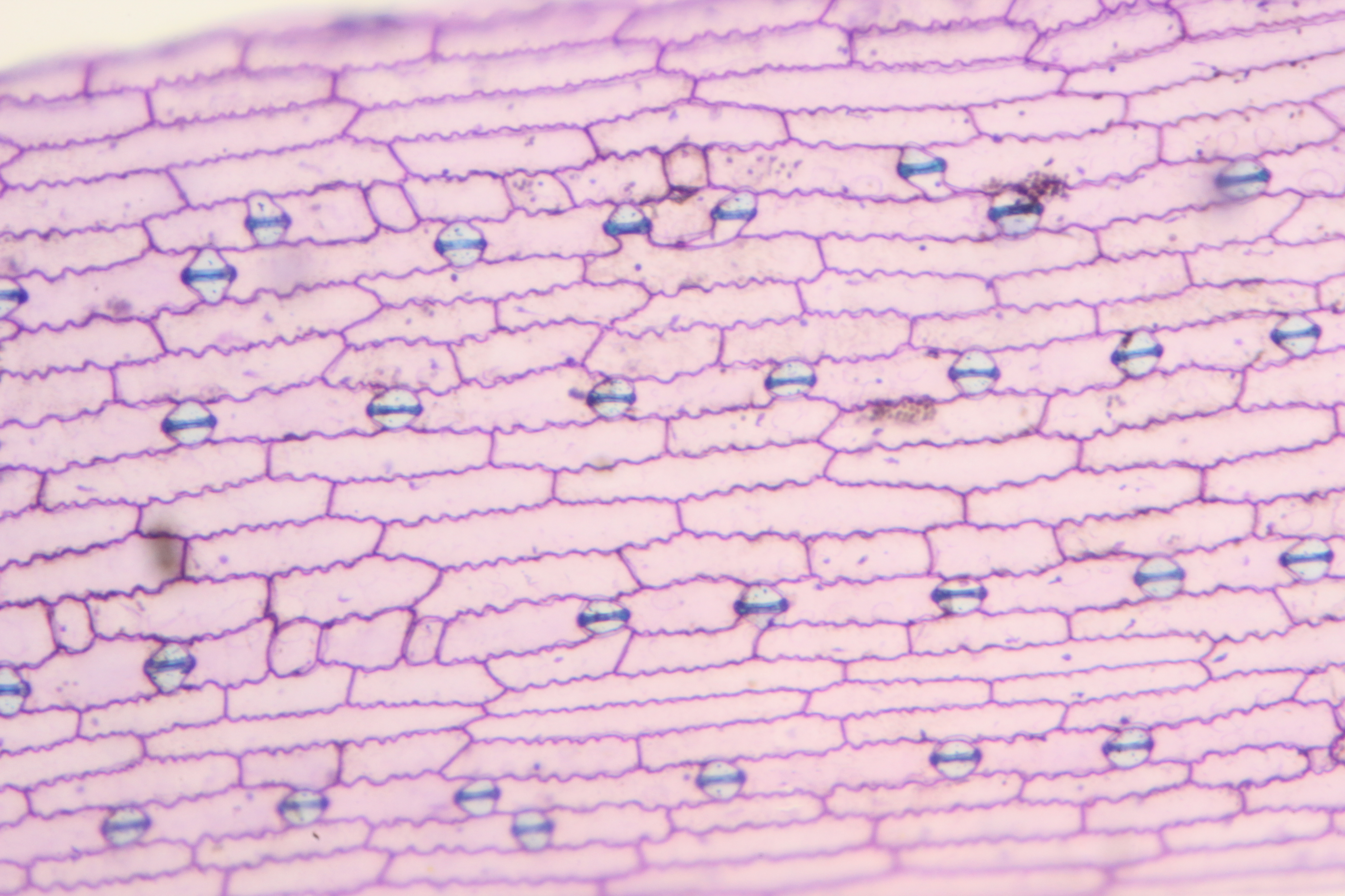 Pink epidermal cells of a corn leaf 