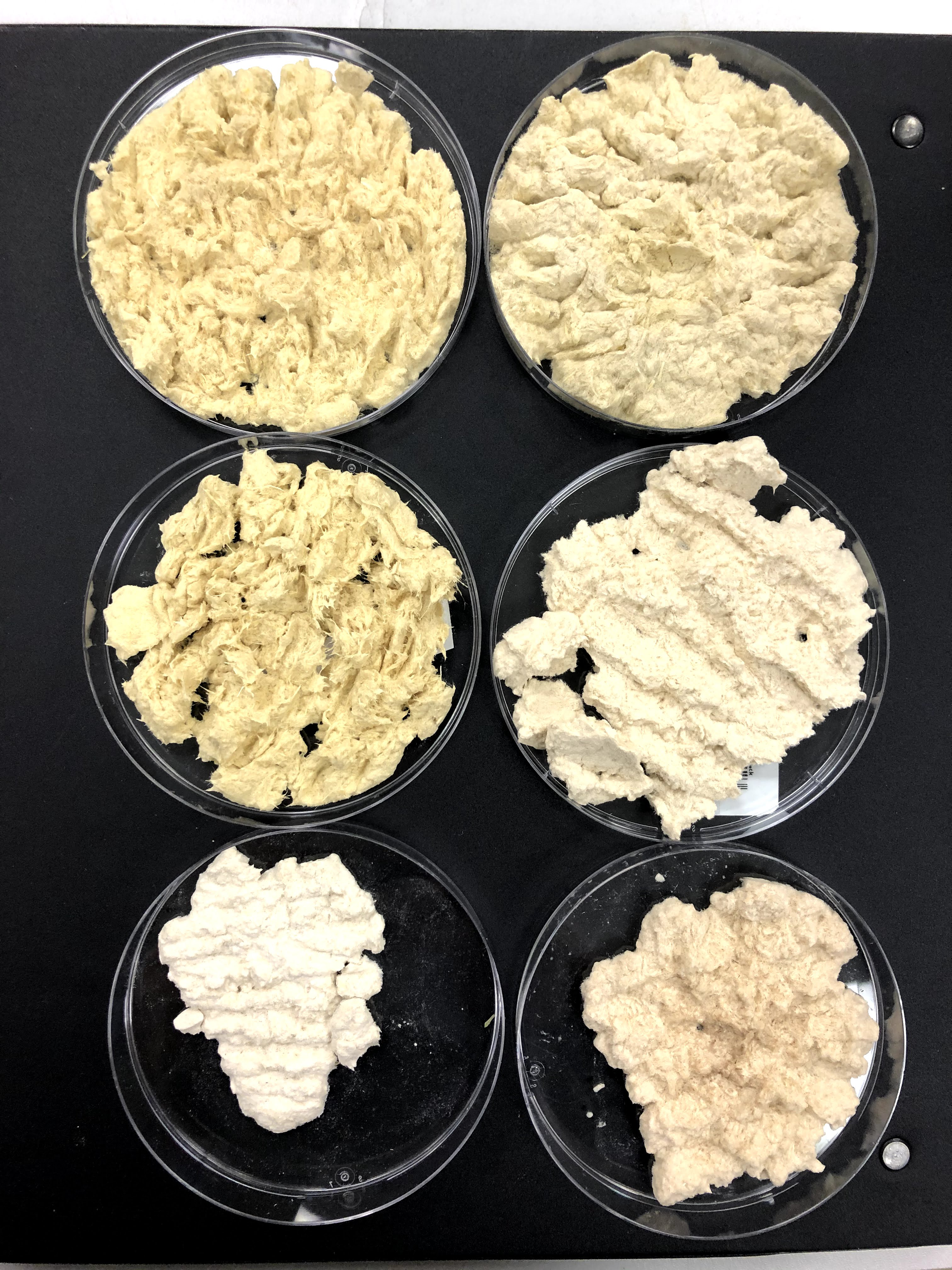 Cellulose fibres from three different locally grown agricultural biomasses - miscanthus grass, switchgrass and wheat straw. 
