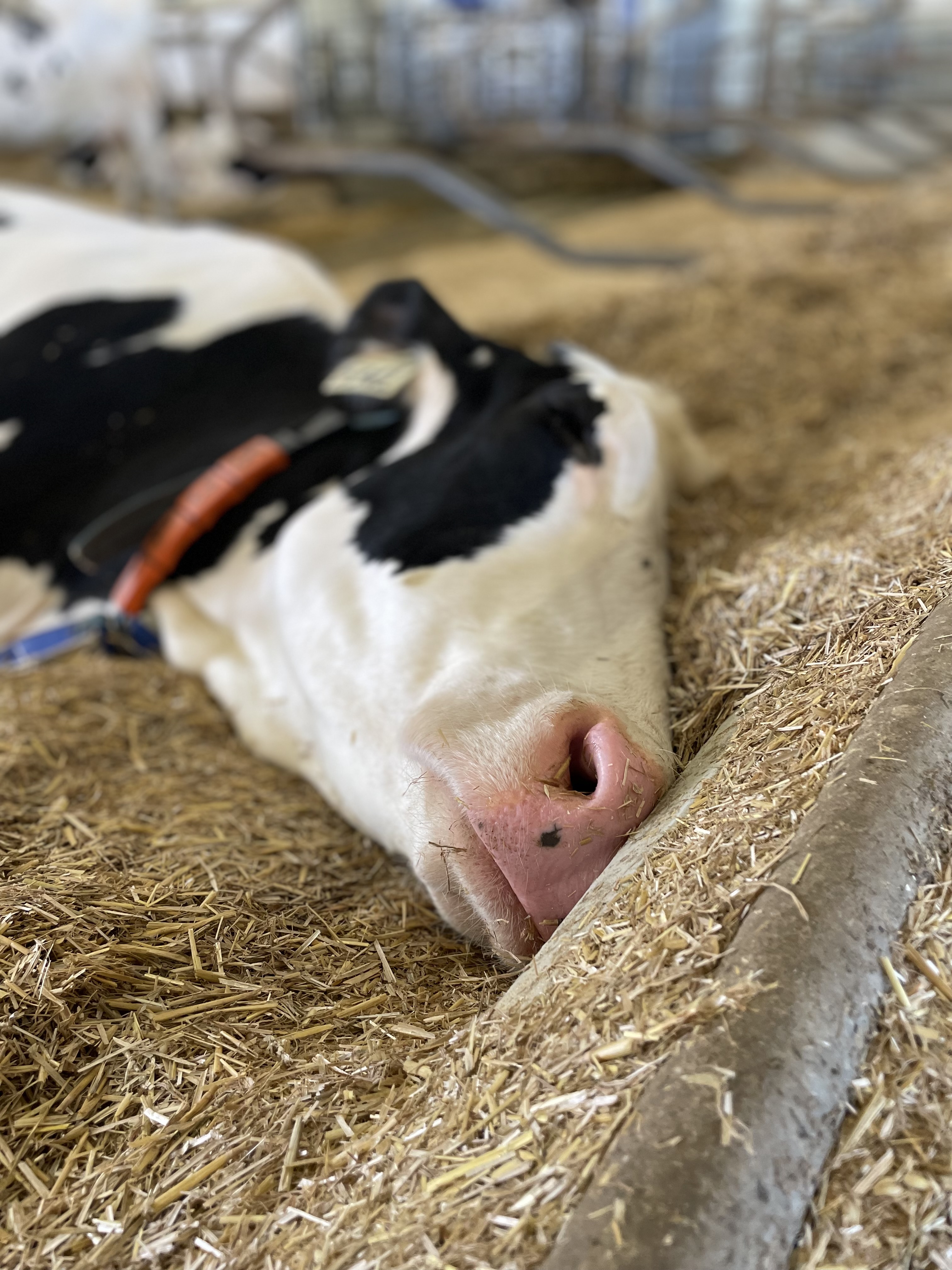 A dairy cow's black and white head laying on staw as it sleeps.