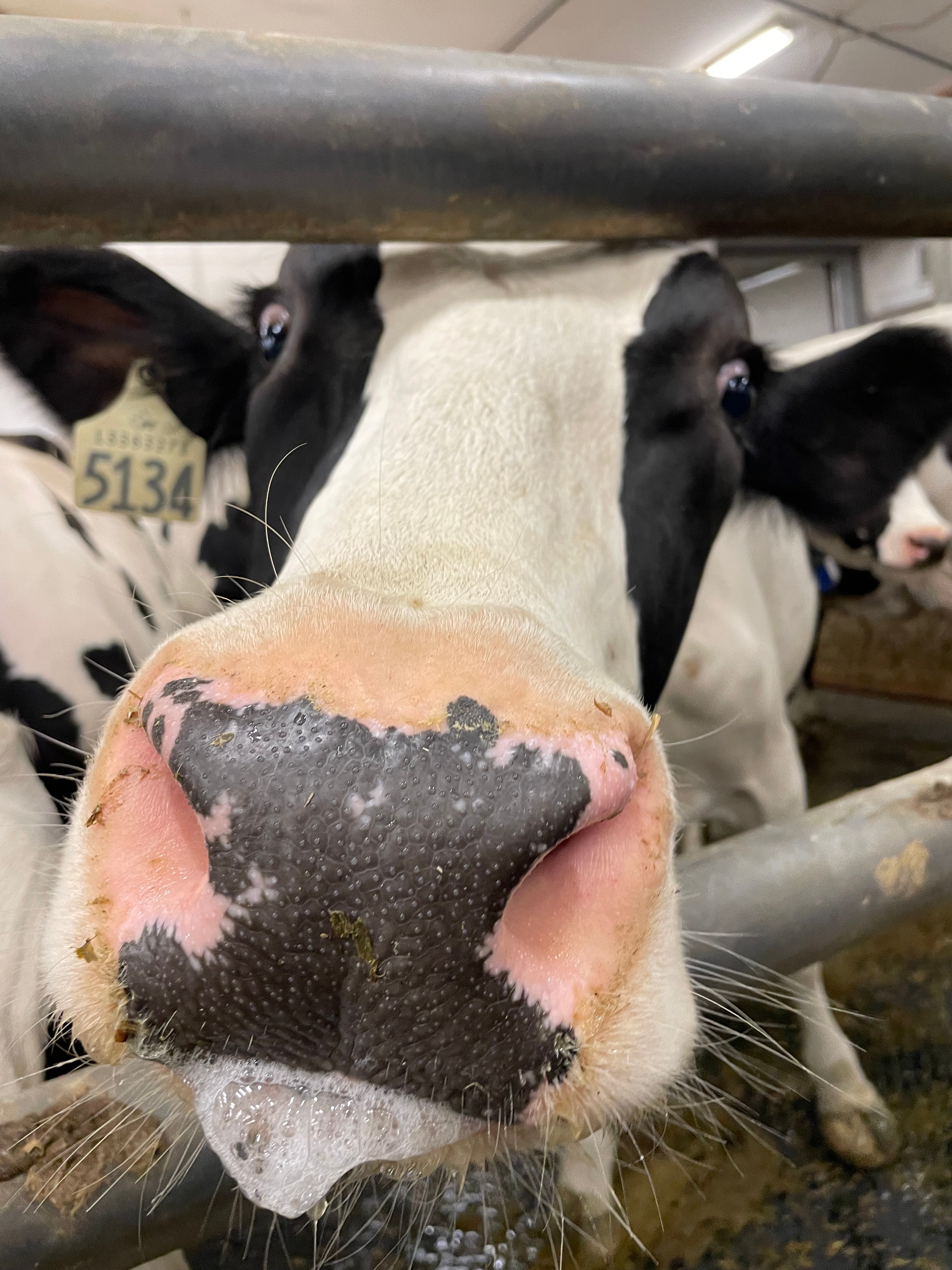 The front of a cow's black and white face as it drools with its nose sticking out.