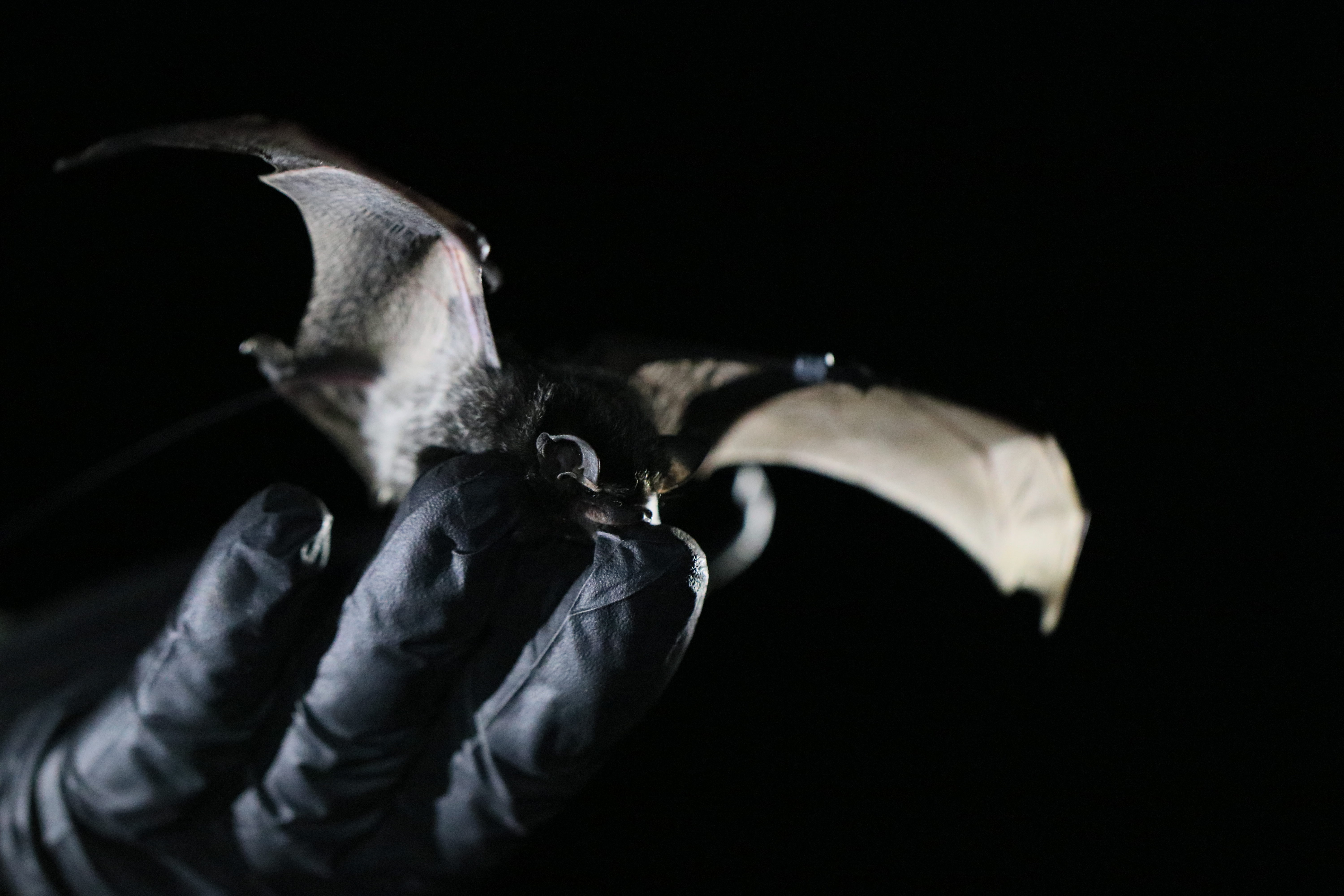 A Silver-haired Bat taking flight off someone's hand. The bat's wings are stretched open. The background of the photo is completely dark