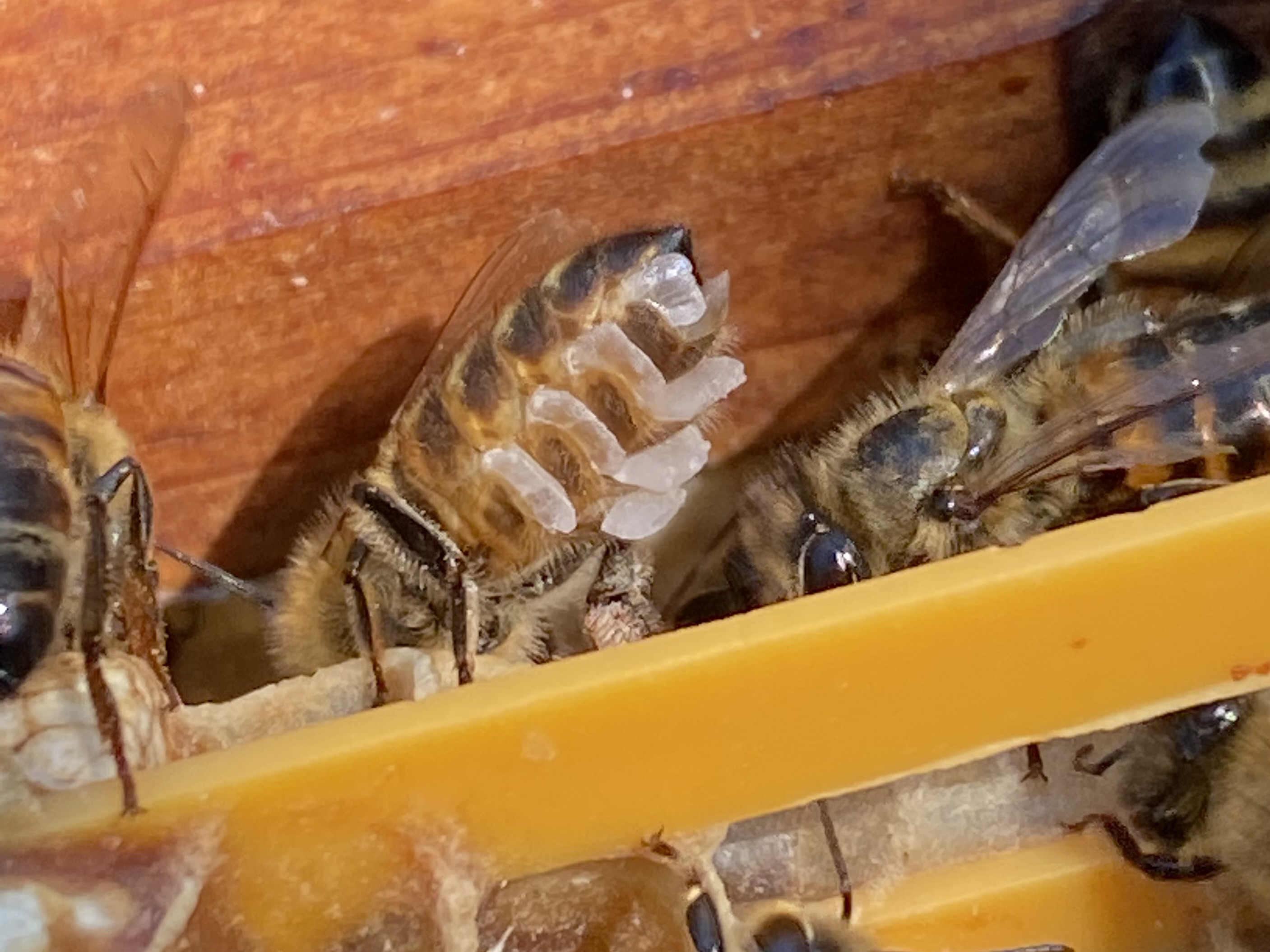 Honey bees producing wax scales