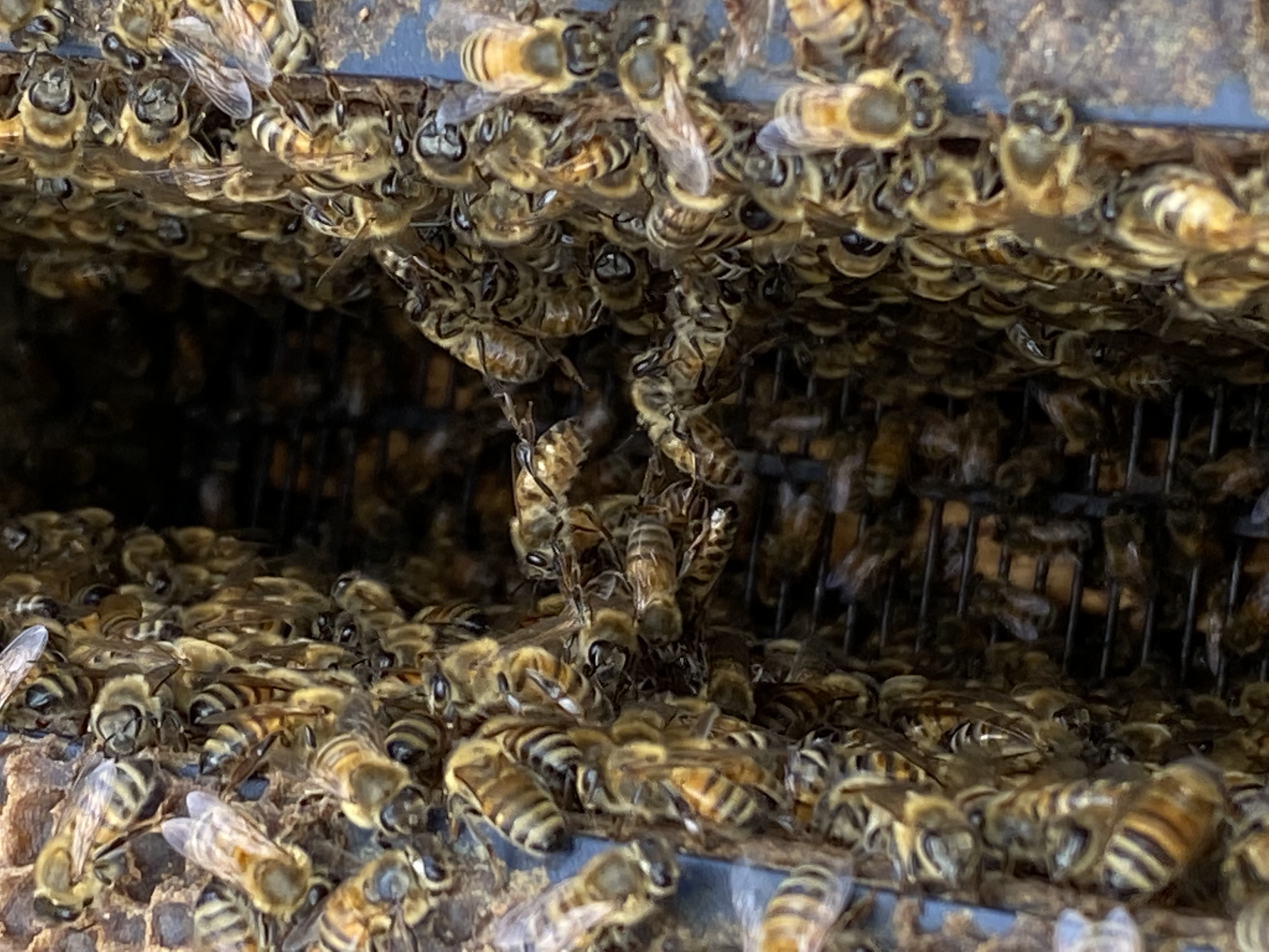 Hundreds of bees formed in what looks like a chain