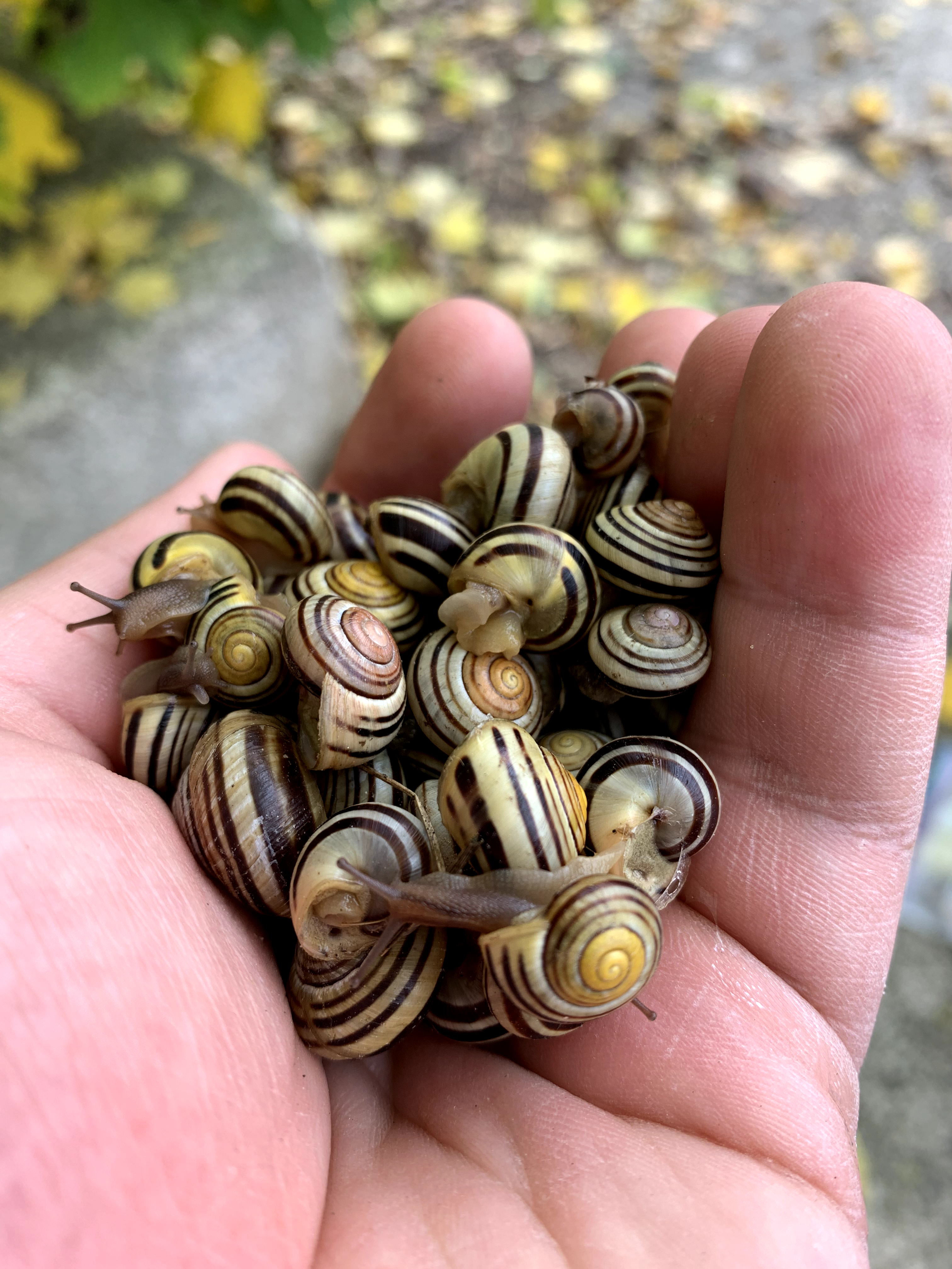 A collection of snails in a hand
