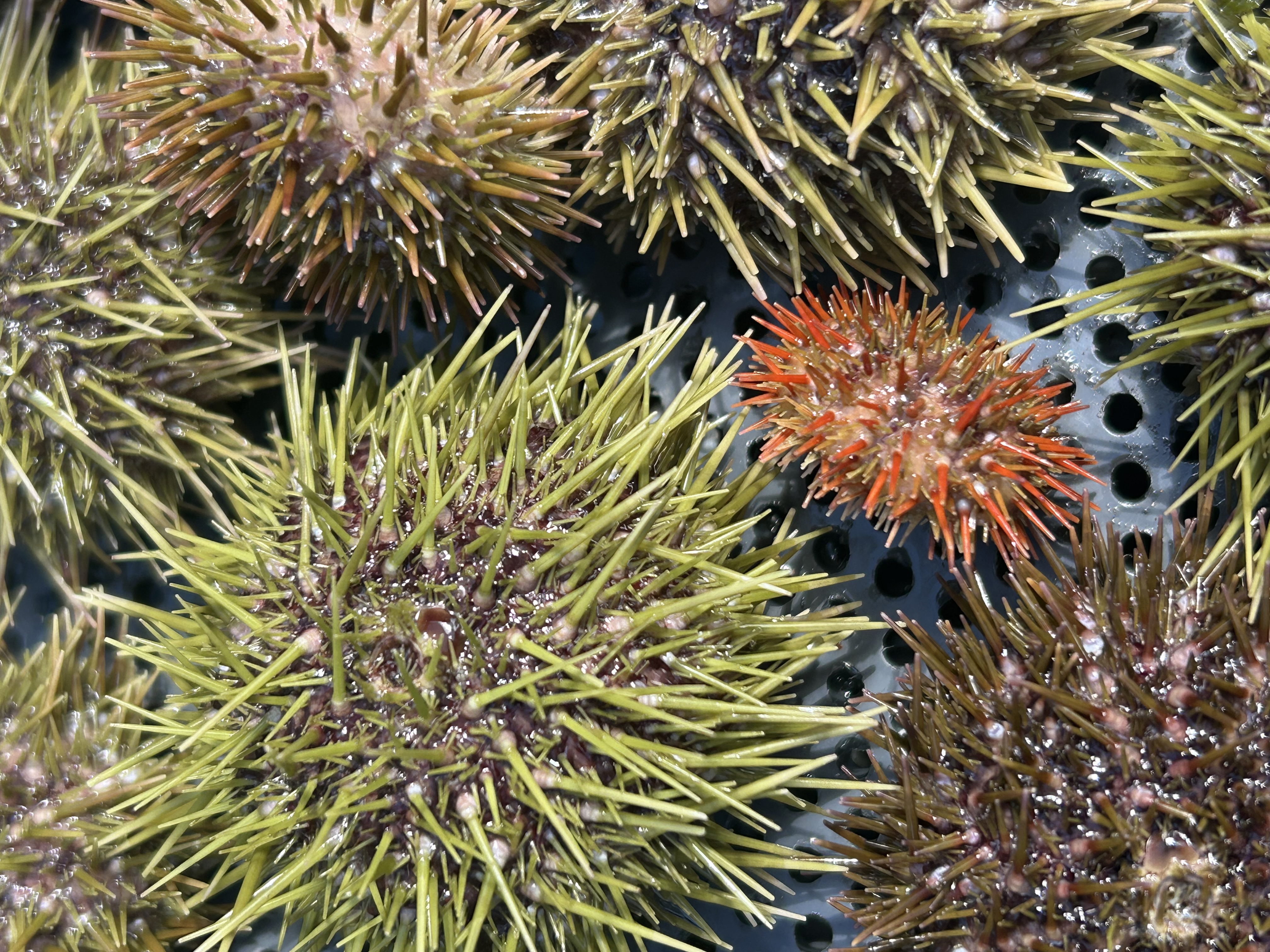 Five sea urchins in color.