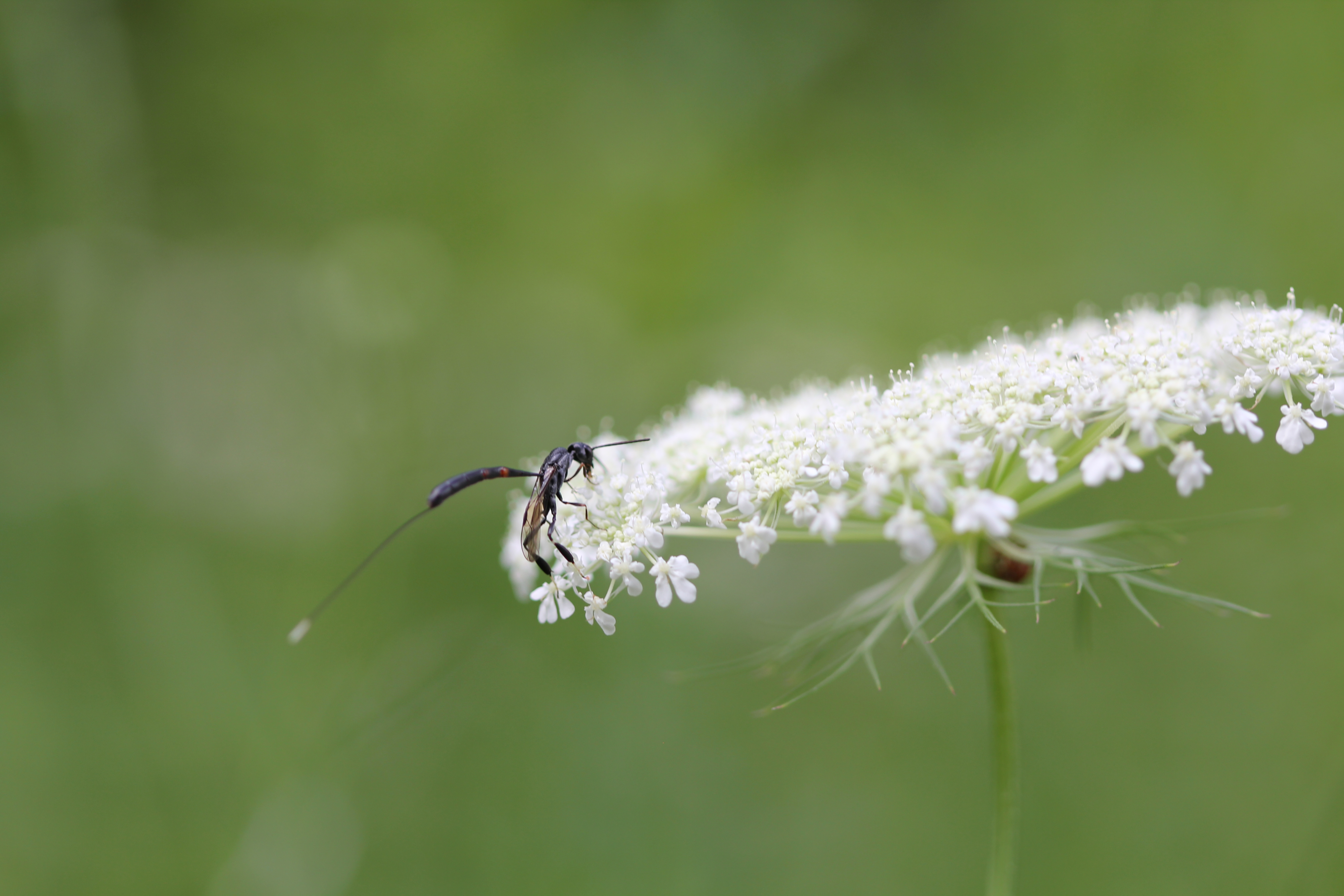A parasitic wasp on Queen Anne’s Lace 