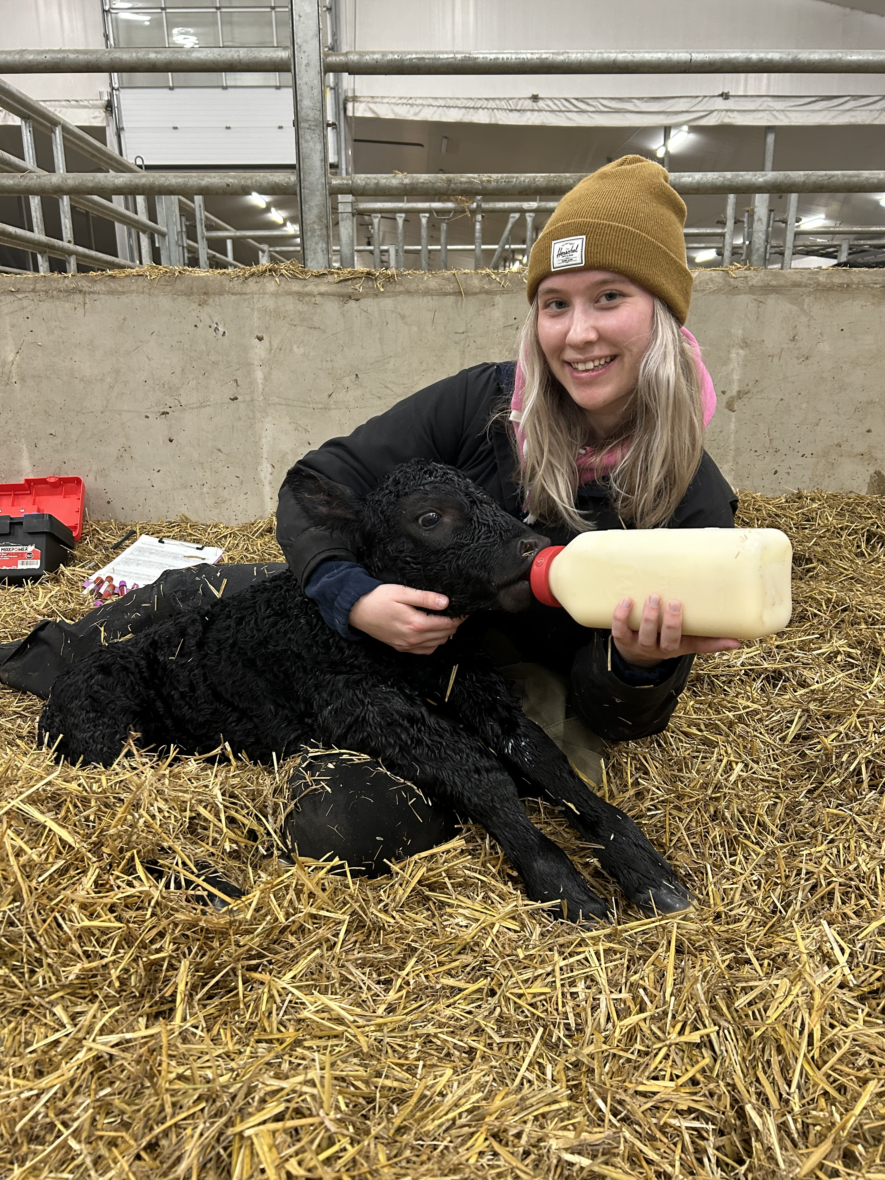 A girl bottle feeding a newborn beef calf