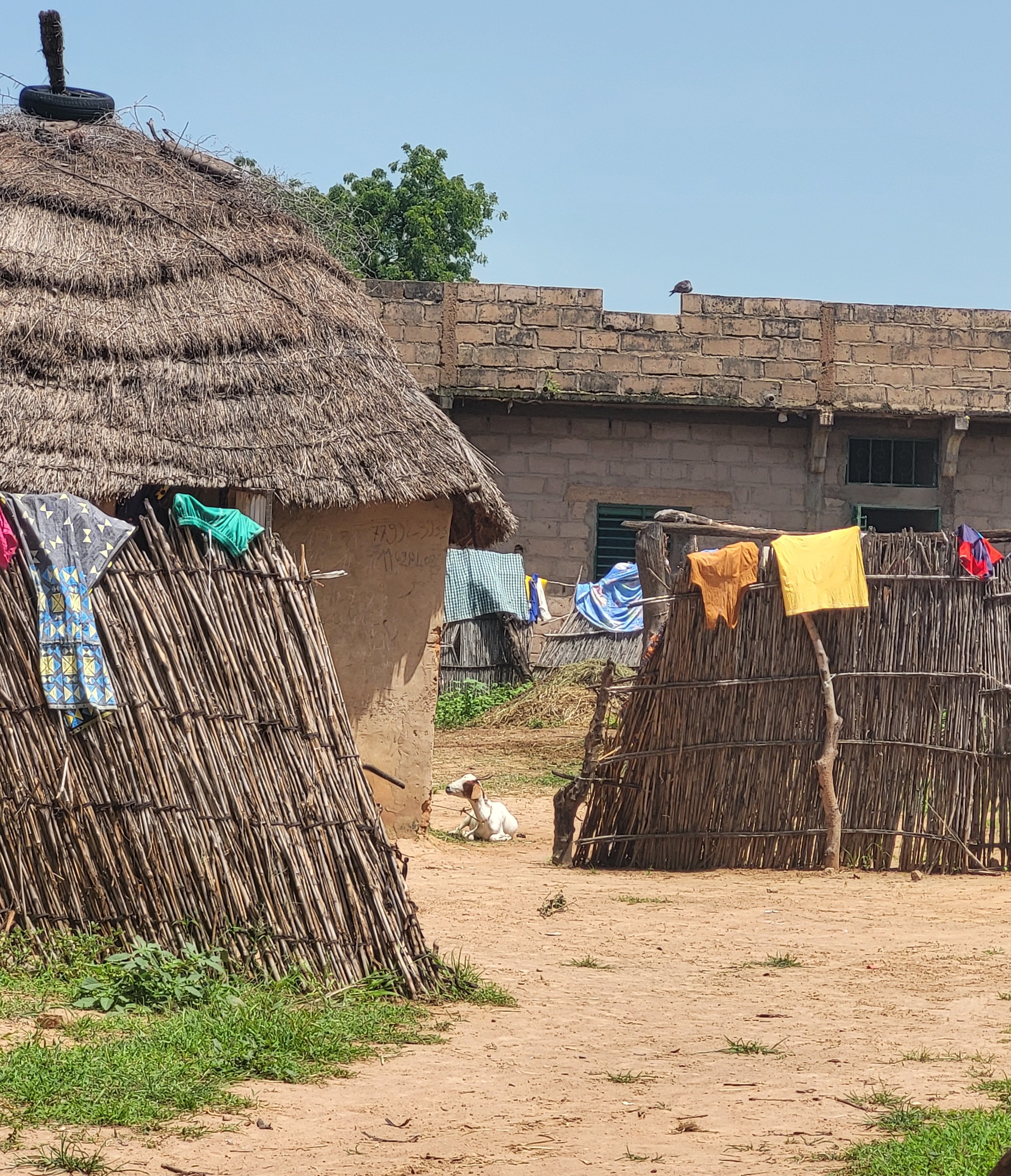 A goat resting outside a family home in a village in rural Senegal