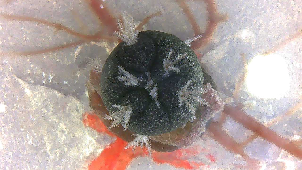  A previously harvested Peyote plant that has been regenerated. It looks like a black ball with white fuzz poking out with a white background and pinkish looking veins behind it. 