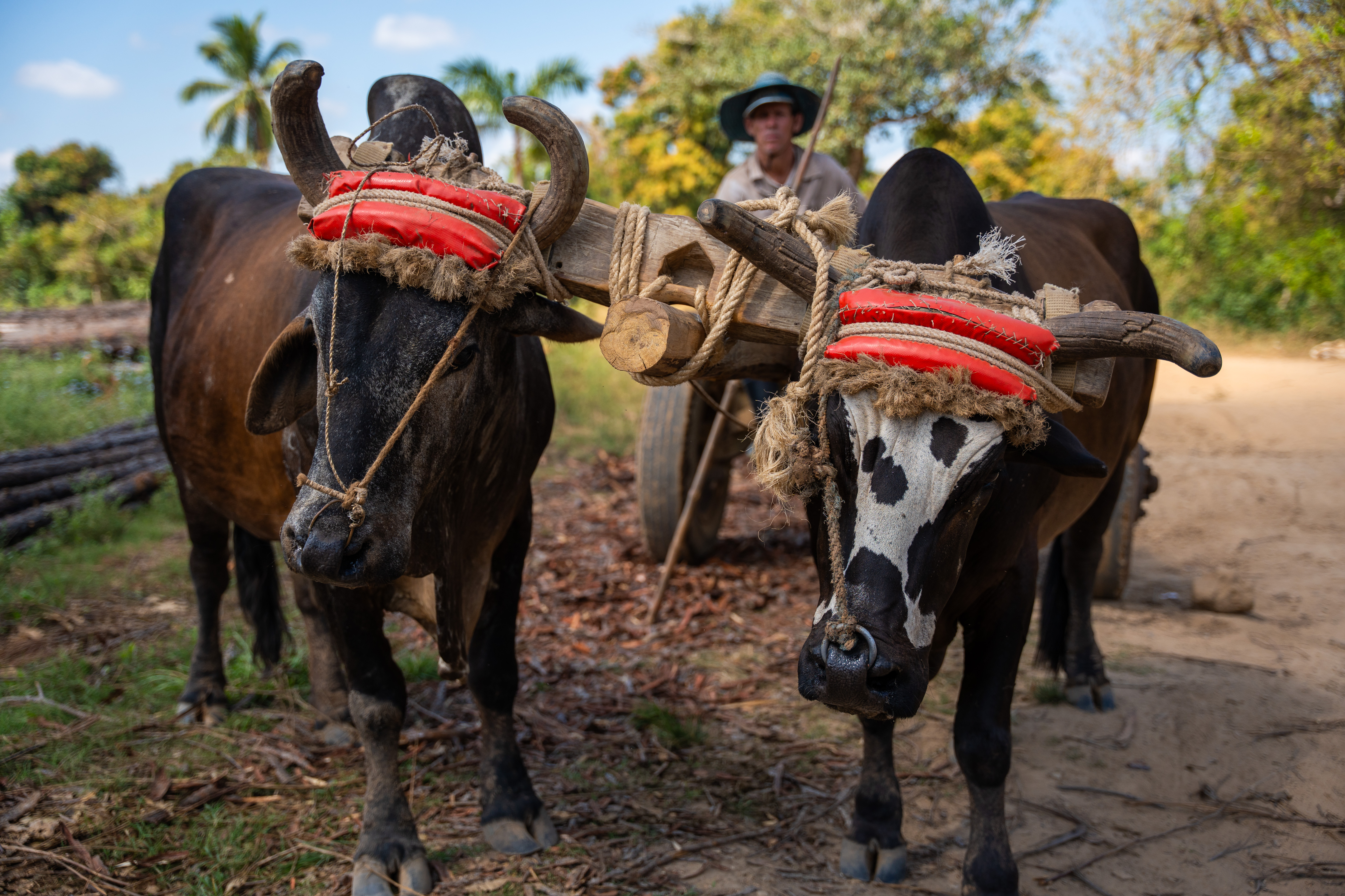 In the image, a farmer is seated on a wooden cart above his oxen. The animals' faces are in the foreground, holding the wooden structure from their heads. The photo is taken in a rural area, with trees and the sky in the background.