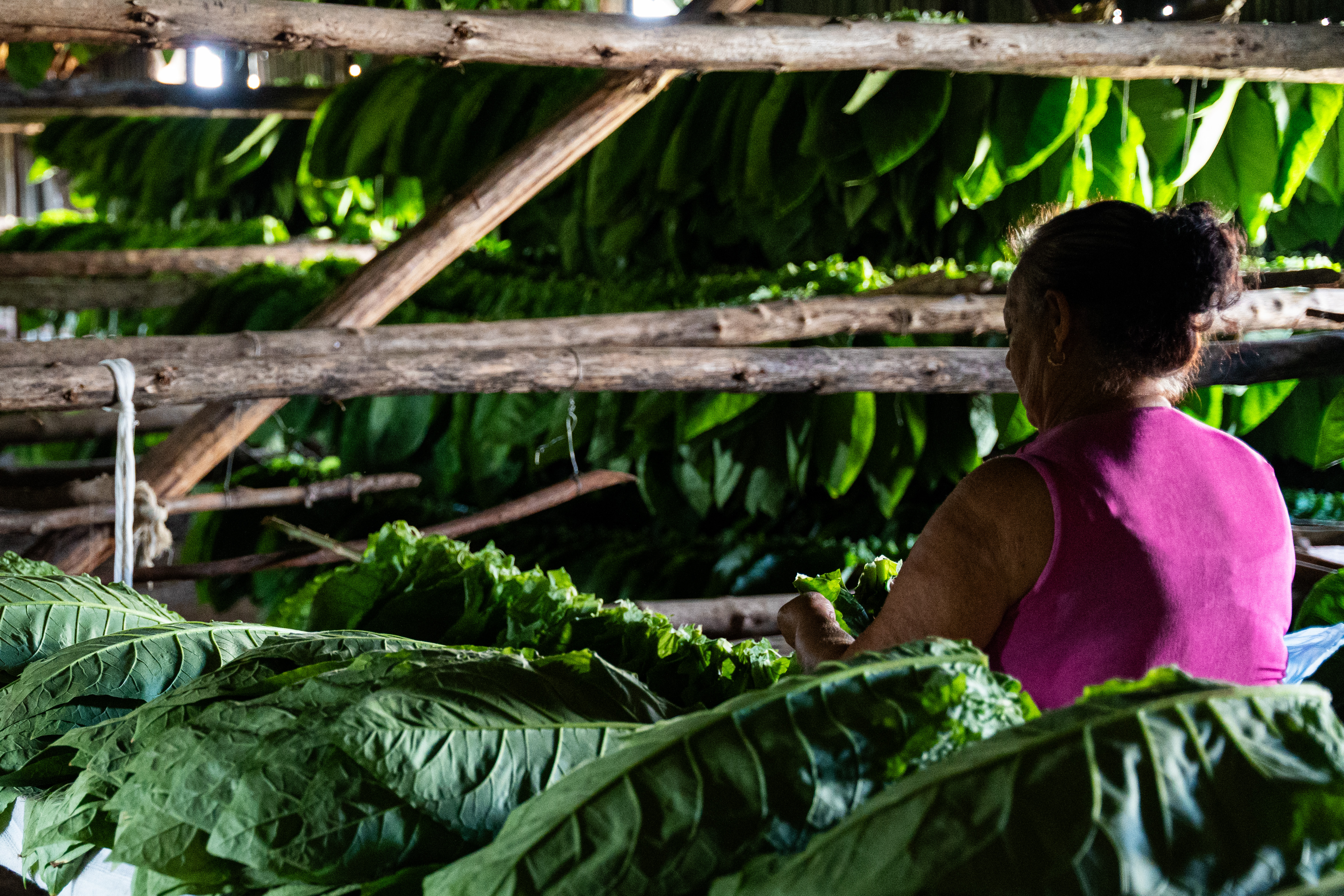 In the photo, a woman is shown from the back, weaving large tobacco leaves onto horizontal rods to begin the drying process of the leaves. She is inside a dark hut, with sunlight entering from the right side of the image.