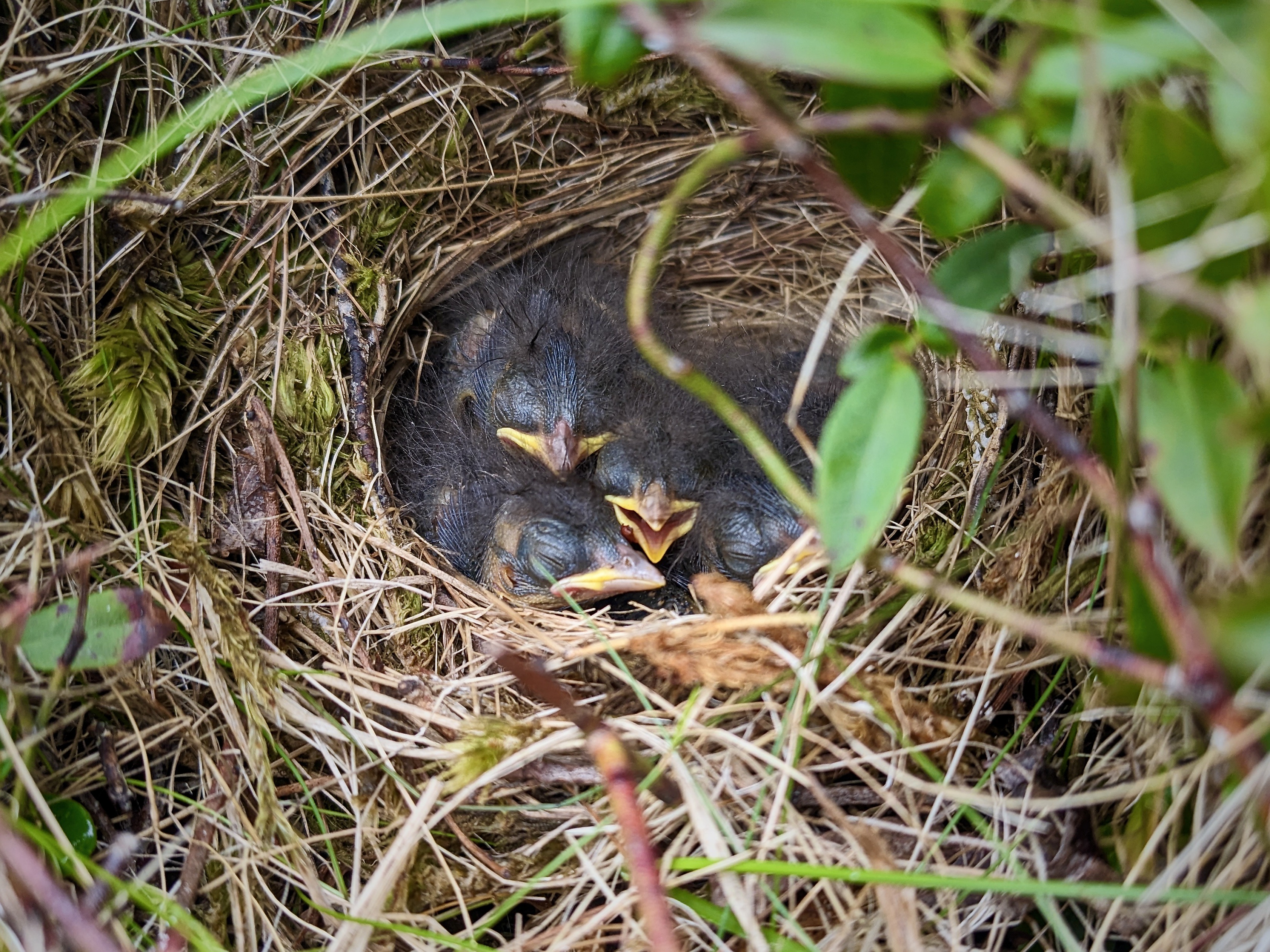 Four Savannah sparrow nestlings in a nest woven from grass, surrounded by leaves and moss.
