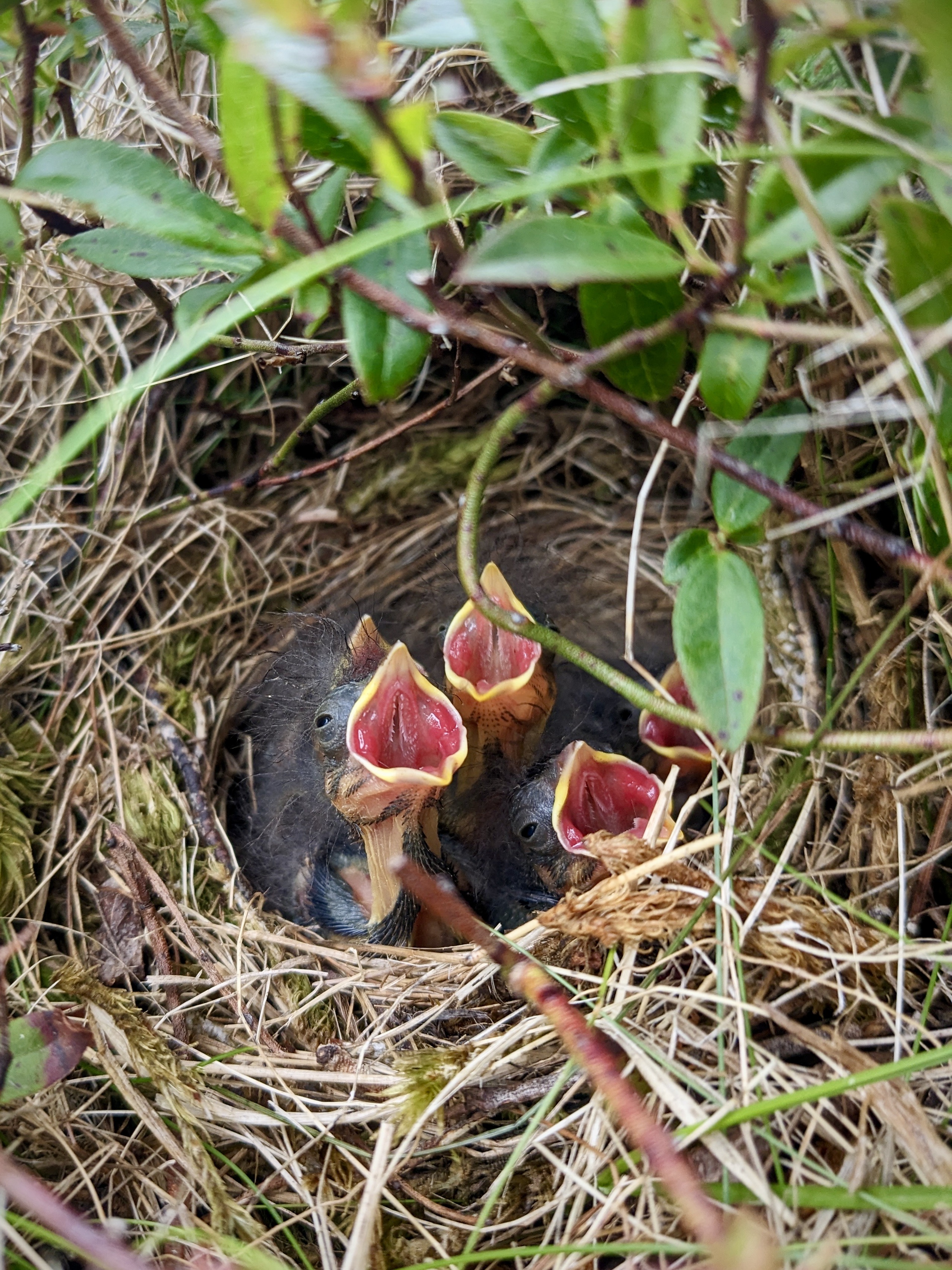 Four young Savannah sparrows in their nest with their mouths open