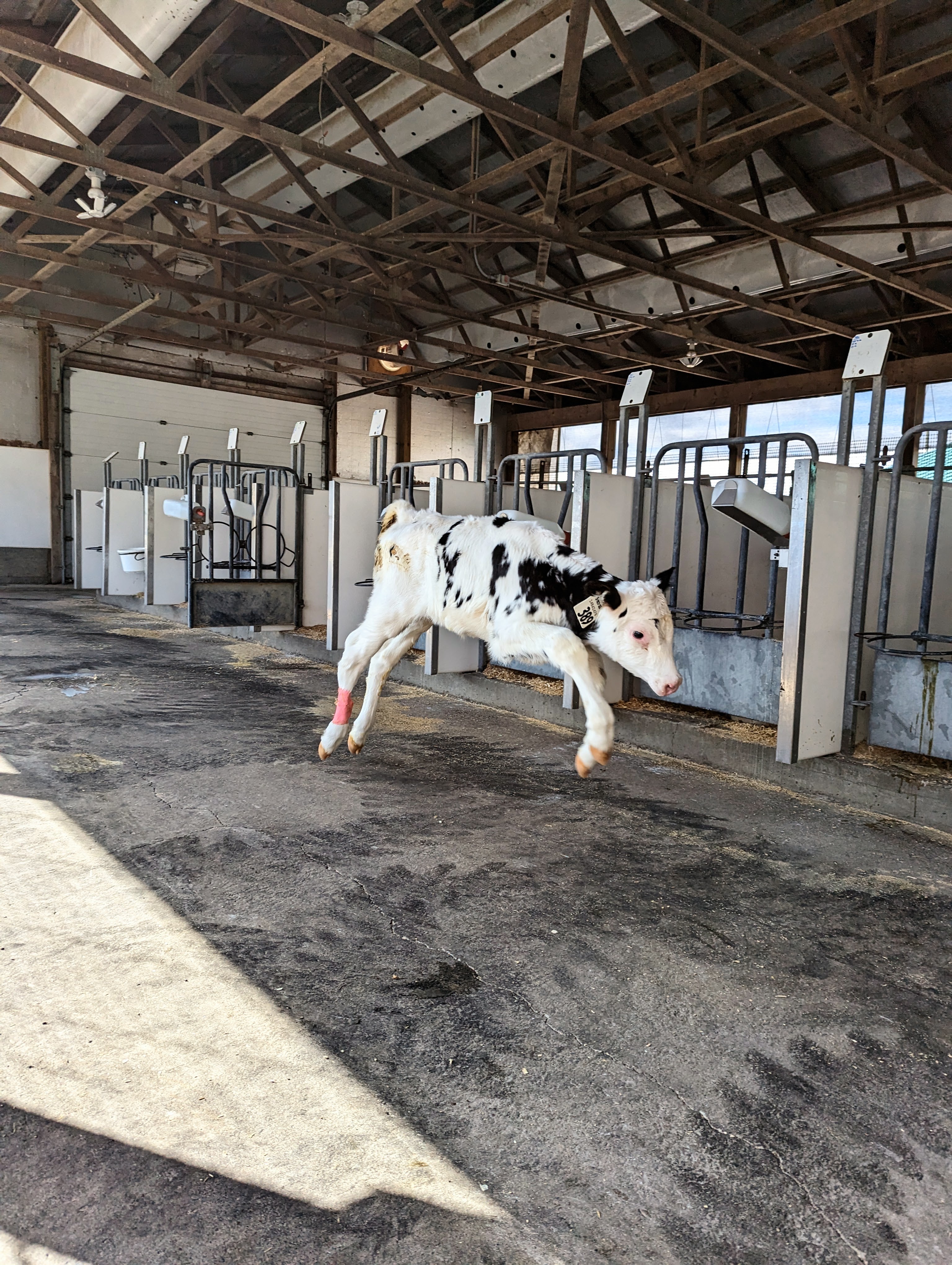 A black and white calf jumping in front of stalls inside a dairy research facility.