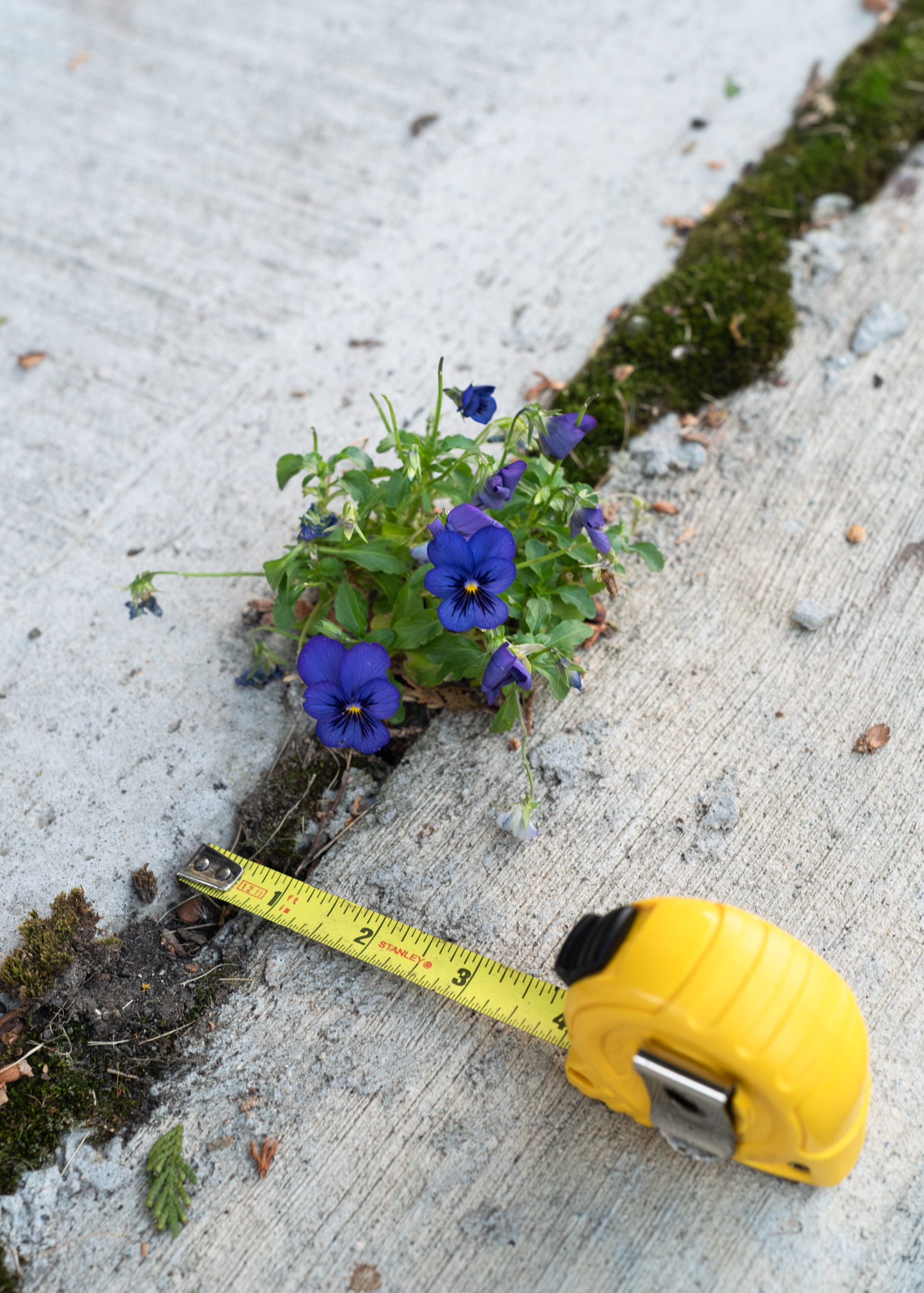 Analyzing  the growing conditions of a pansy found growing in a sidewalk on Brockville Ave, Guelph