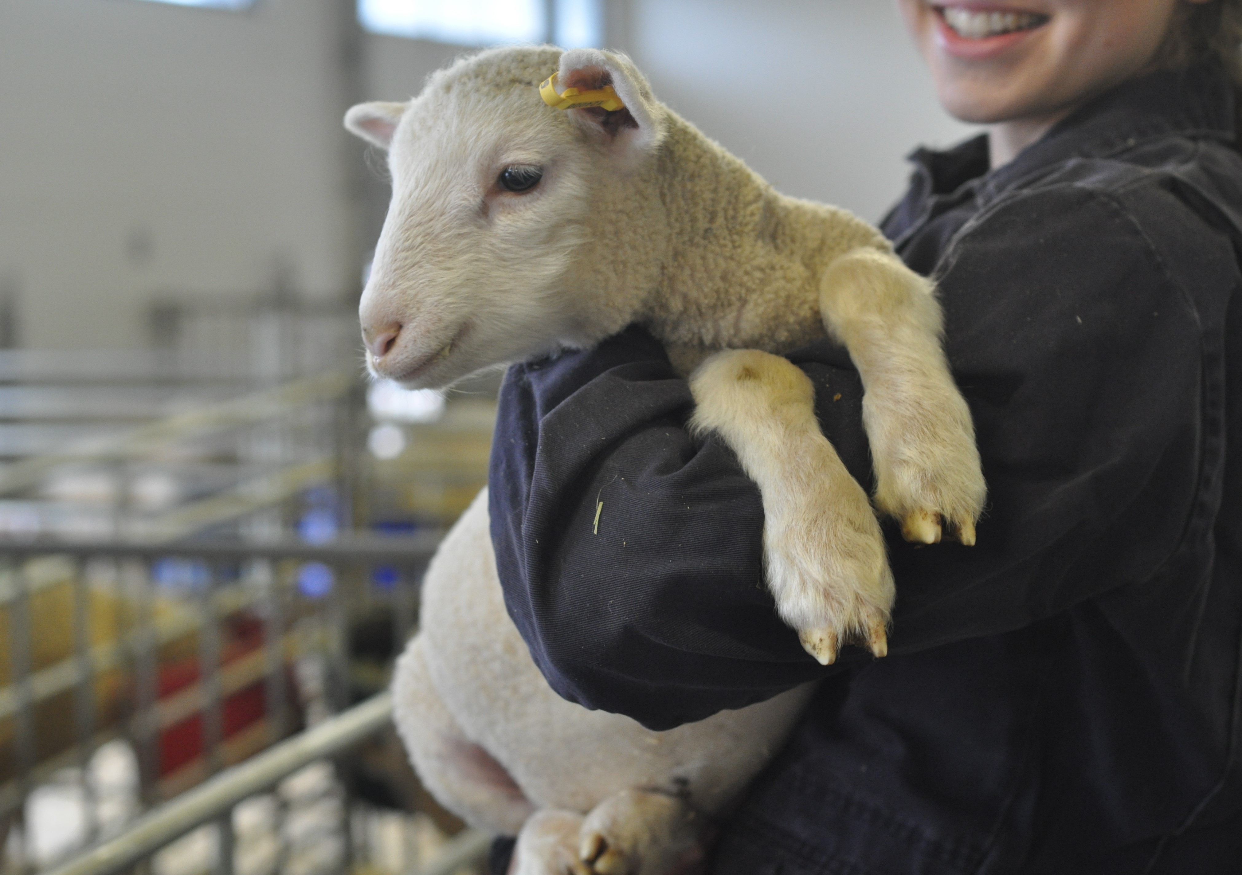A lamb being held in a woman's arms in an animal facility. 